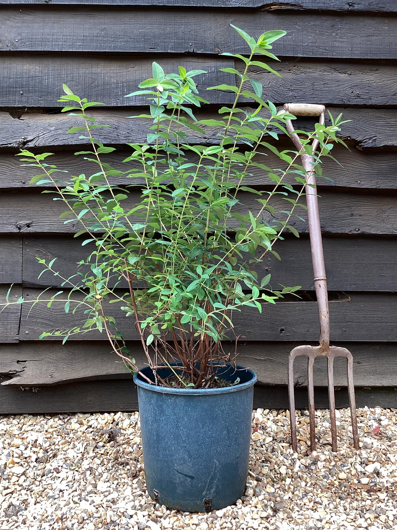 Hypericum x hidcoteense 'Hidcote' | St John's Wort 'Hidcote' - 30-50cm - 12lt
