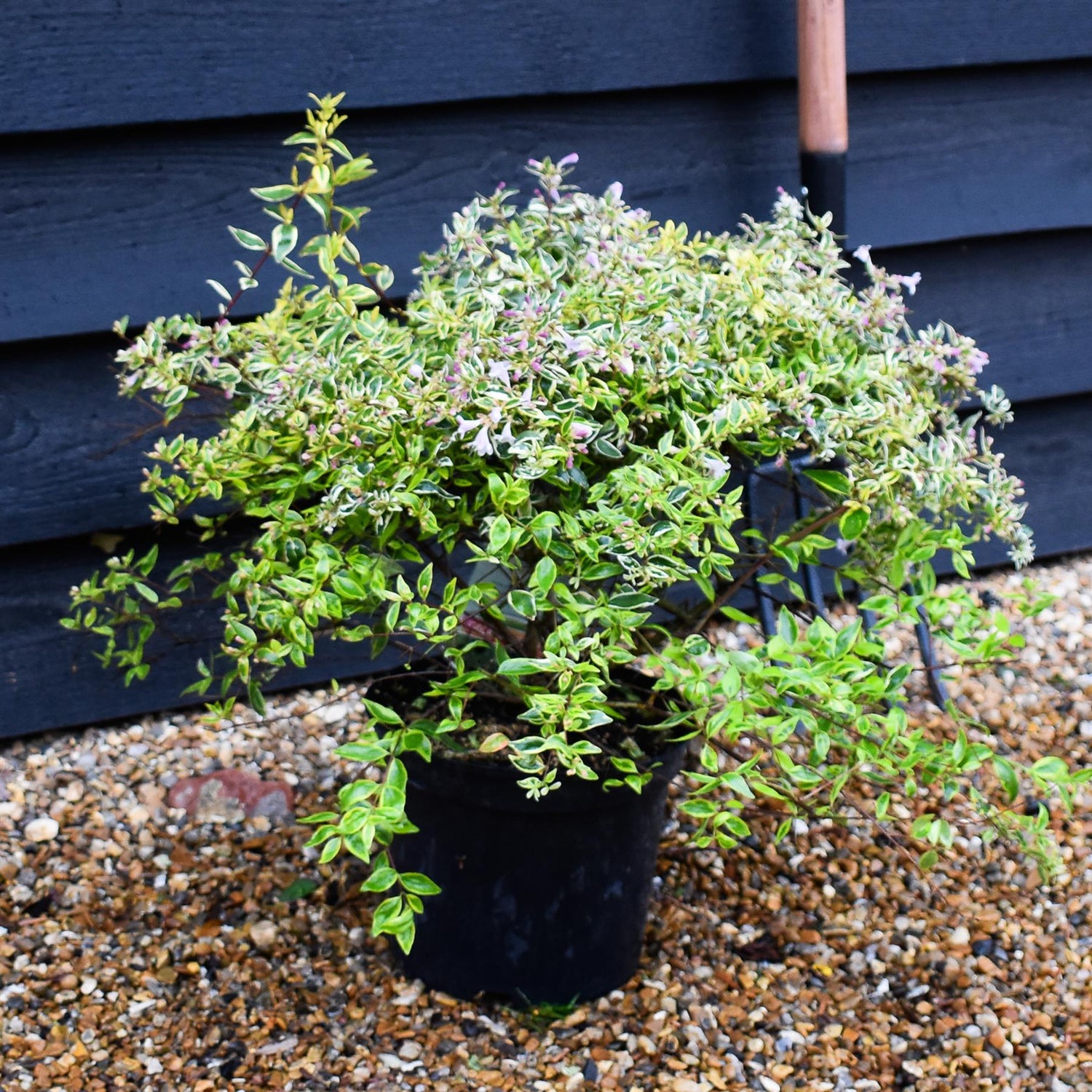 Abelia Hopleys | Abelia Caramel Charm - 45-55cm, 5lt