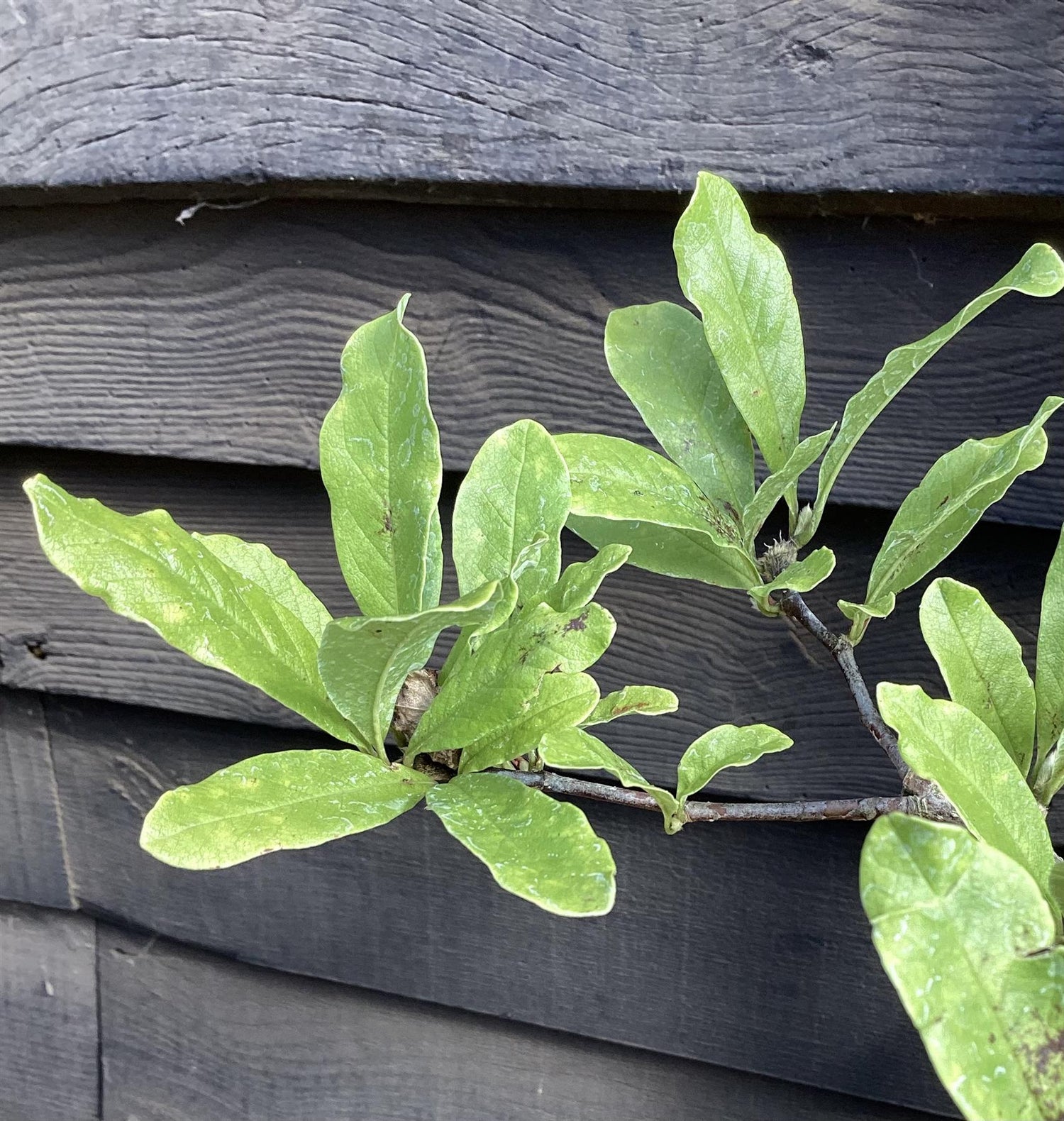 Magnolia 'Leonard Messel' - 90-110cm, 5lt