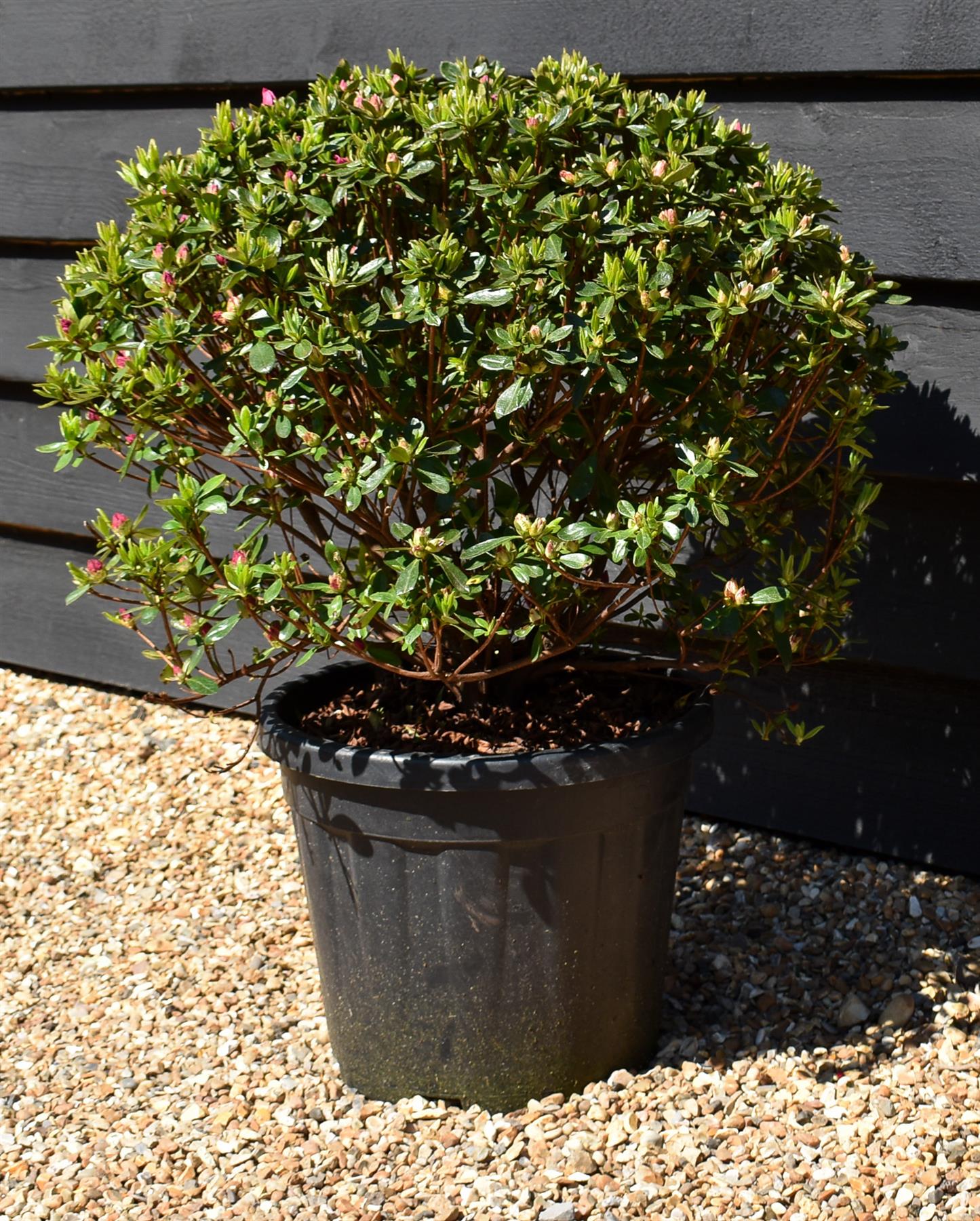 Azalea Japonica 'Girards fuchsia' - 75cm - Bushy - 15lt