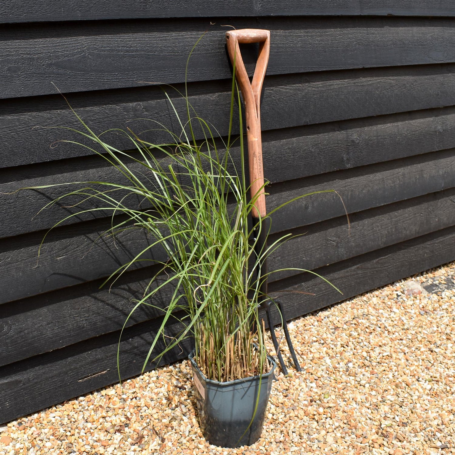Miscanthus sinensis 'Gracillimus' | Eulalia 'Gracillimus' - Grass - Deciduous Perennial - 5lt