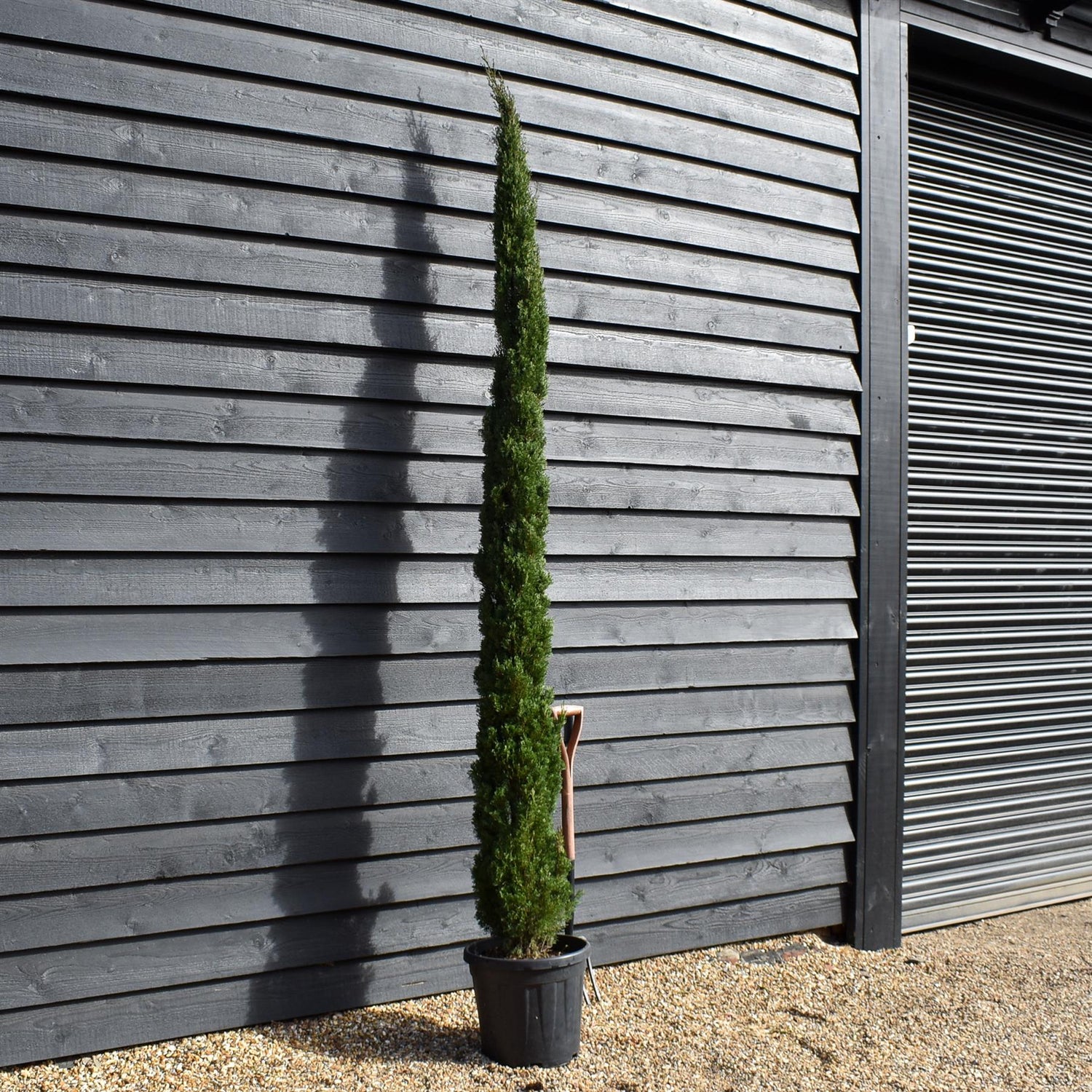 Cupressus sempervirens Totem | Italian Cypress ‘Totem’ - Height 260-280cm - 25lt