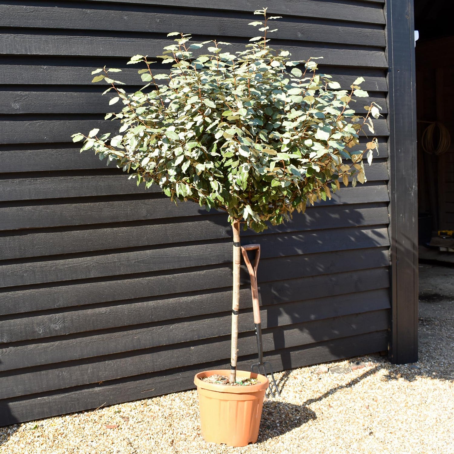 Elaeagnus Ebbingei Compacta | Oleaster 'Compacta' - Half Standard - Clear Stem 80-90cm - Height 170-180cm -30lt