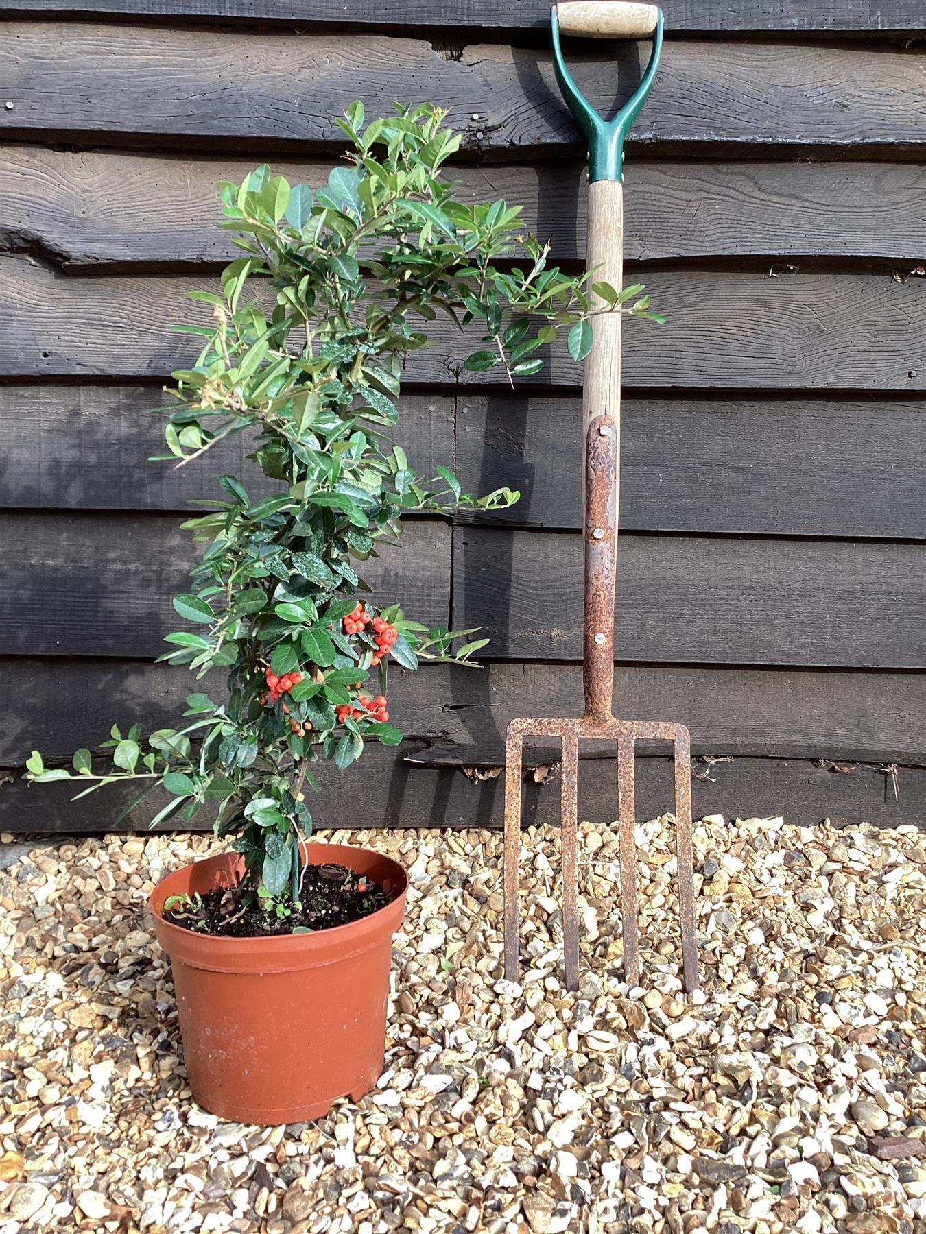 Pyracantha Mohave - 40-80cm, 10lt