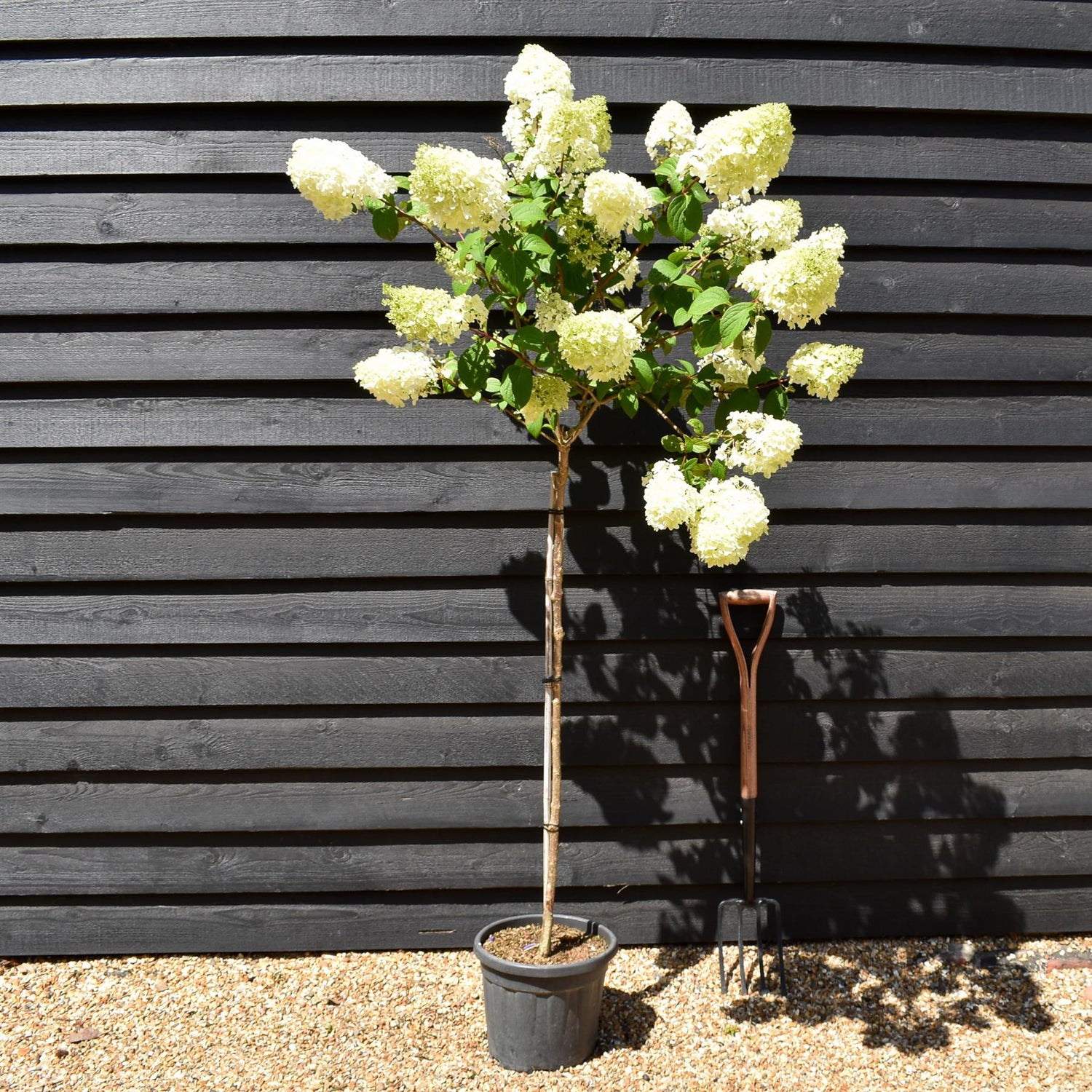 Hydrangea paniculata 'Diamantino' - Stem 100cm - Height 140-160cm - 15lt