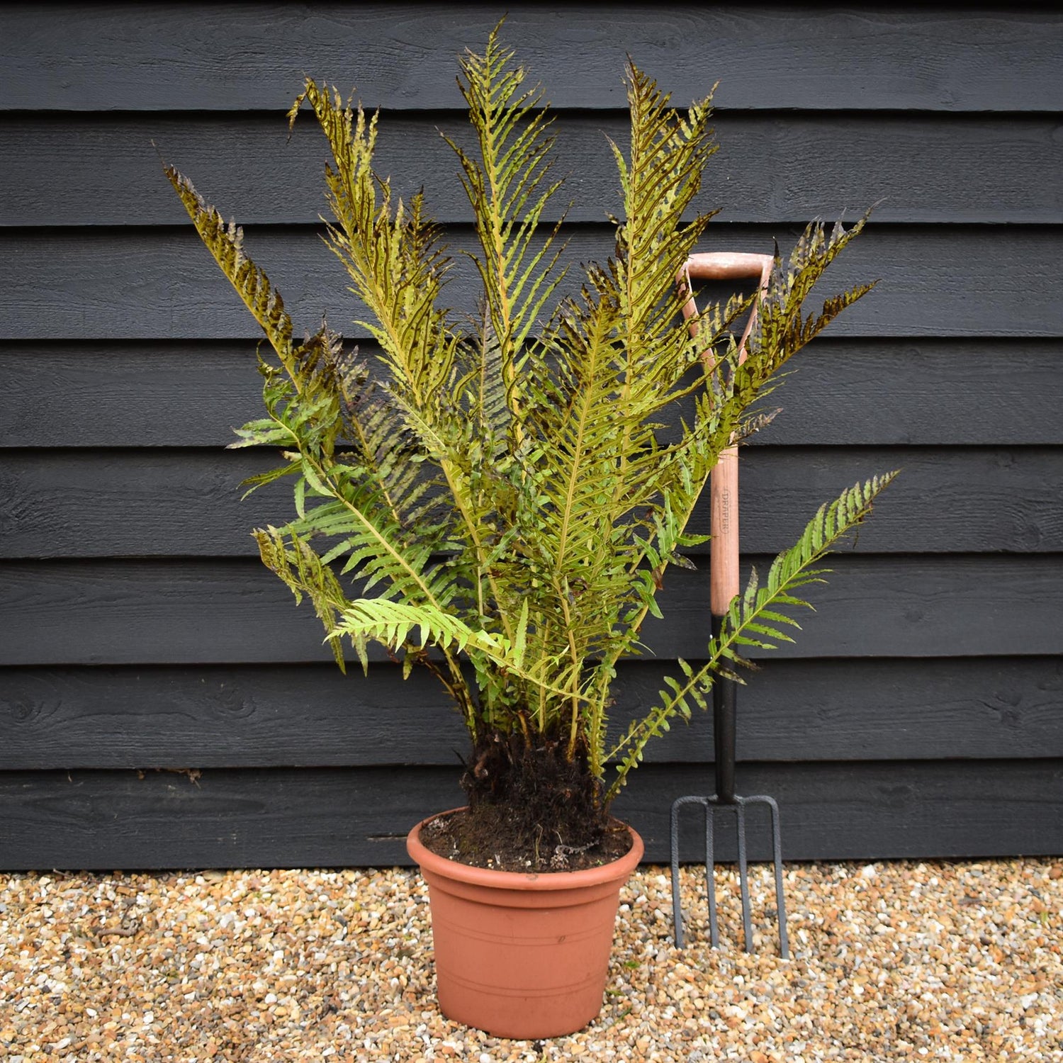 Blechnum brasiliense 'Volcano' | Dwarf Brazilian Tree Fern- Fern - 10lt