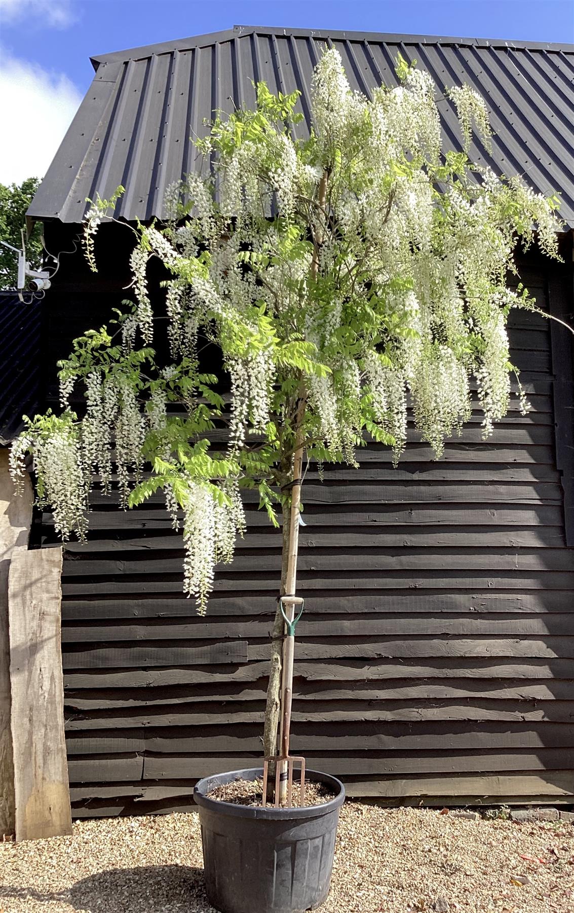 Wisteria sinensis | Chinese wisteria - 350-400cm - 16cm - Clear Stem - 180lt
