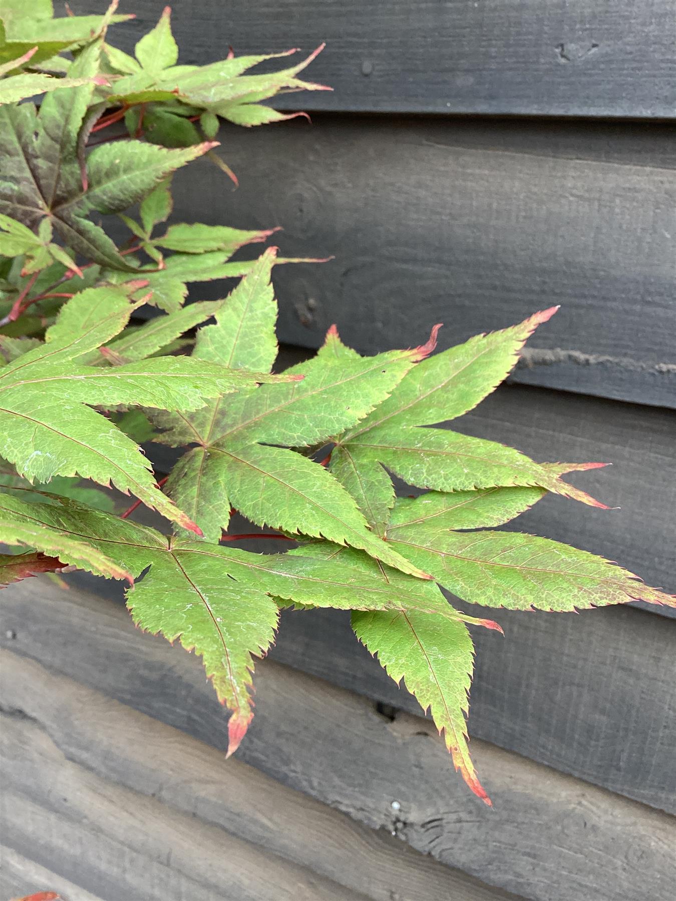 Acer palmatum Okagami 1/2 std | Japanese maple 'O-kagami', Clear Stem - 120-150cm, 10lt