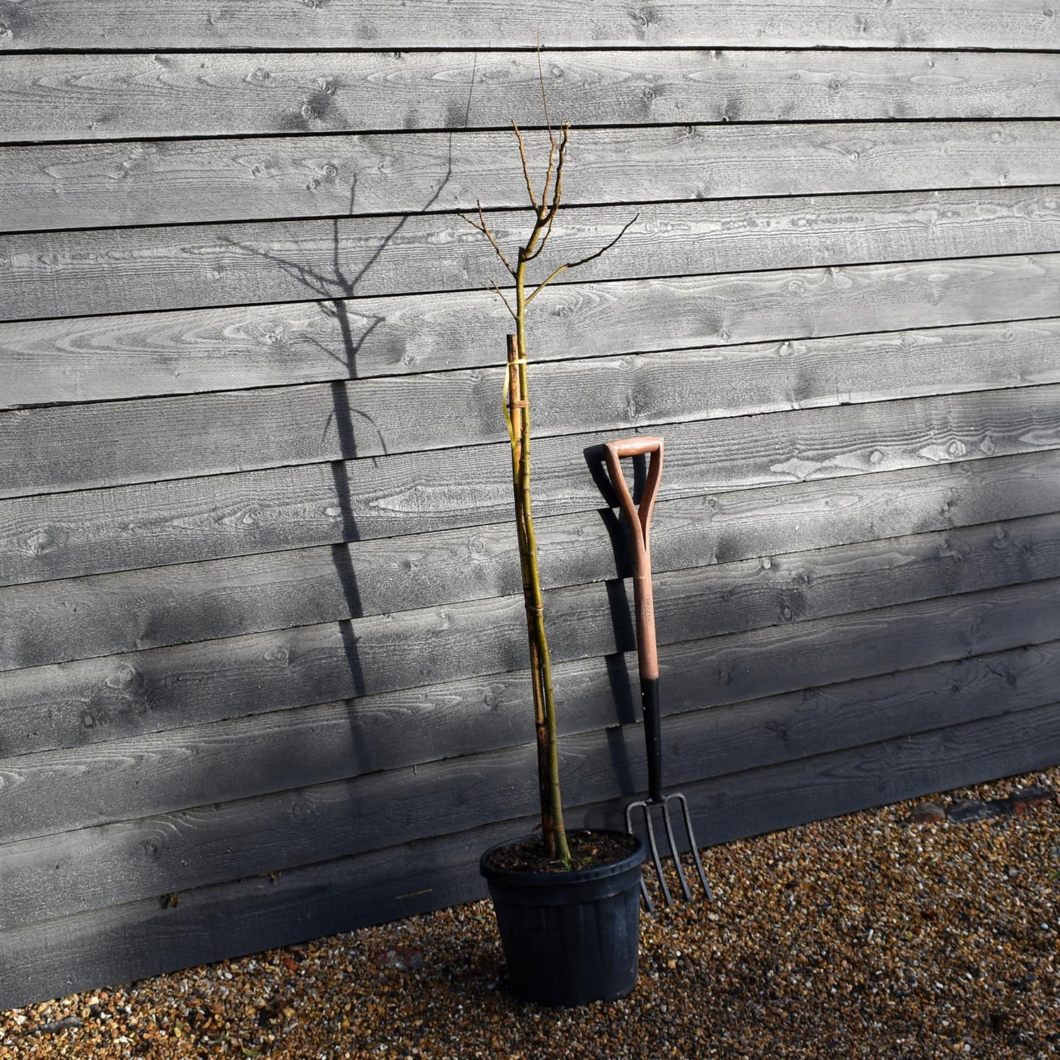 Albizia julibrissin Omberella  | Silk Tree - Height 140-150cm - 15lt