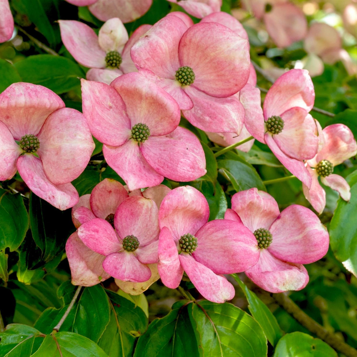 Cornus kousa 'Miss Satomi' Japanese Dogwood - Height 140-150cm - 30lt