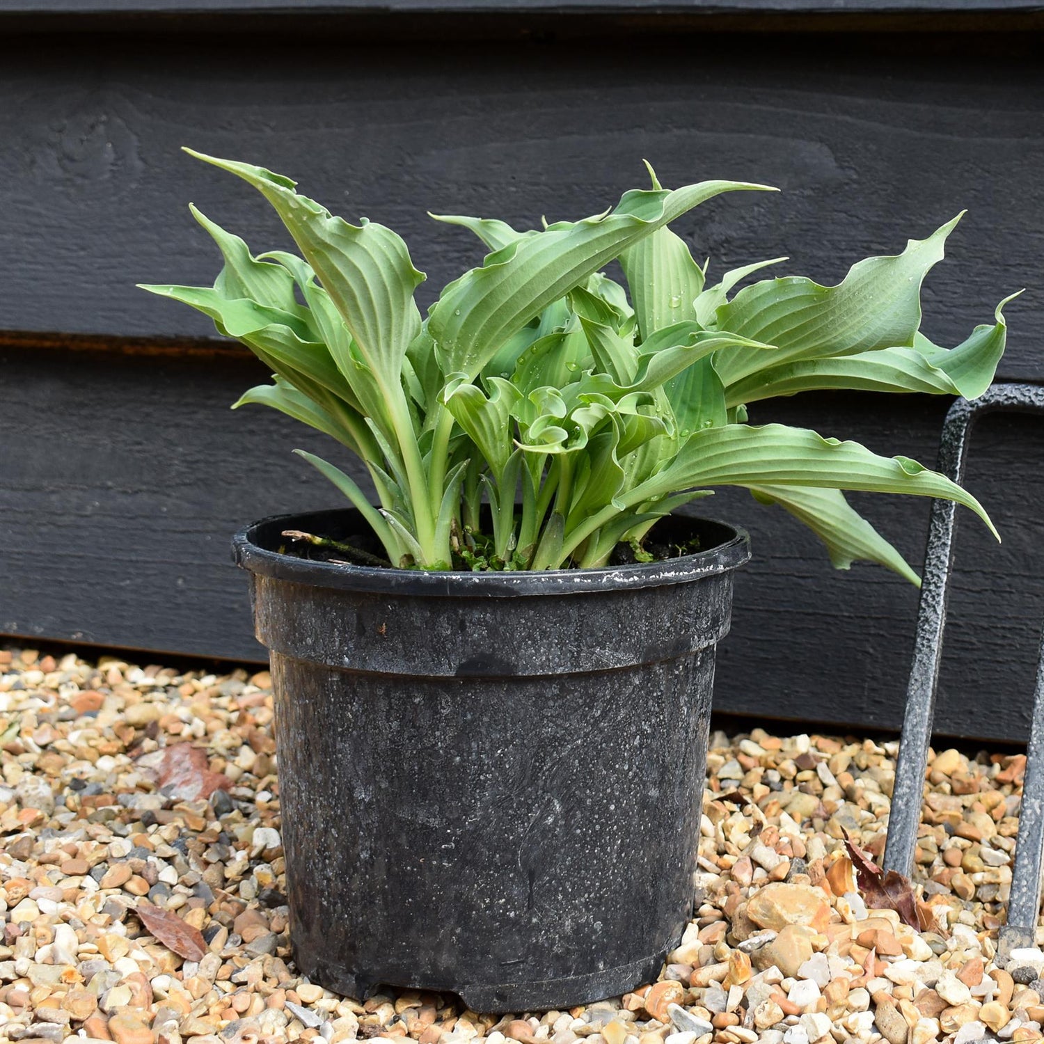 Hosta Waterslide | Plantain Lily 'Waterslide' - 15-25cm, 3lt