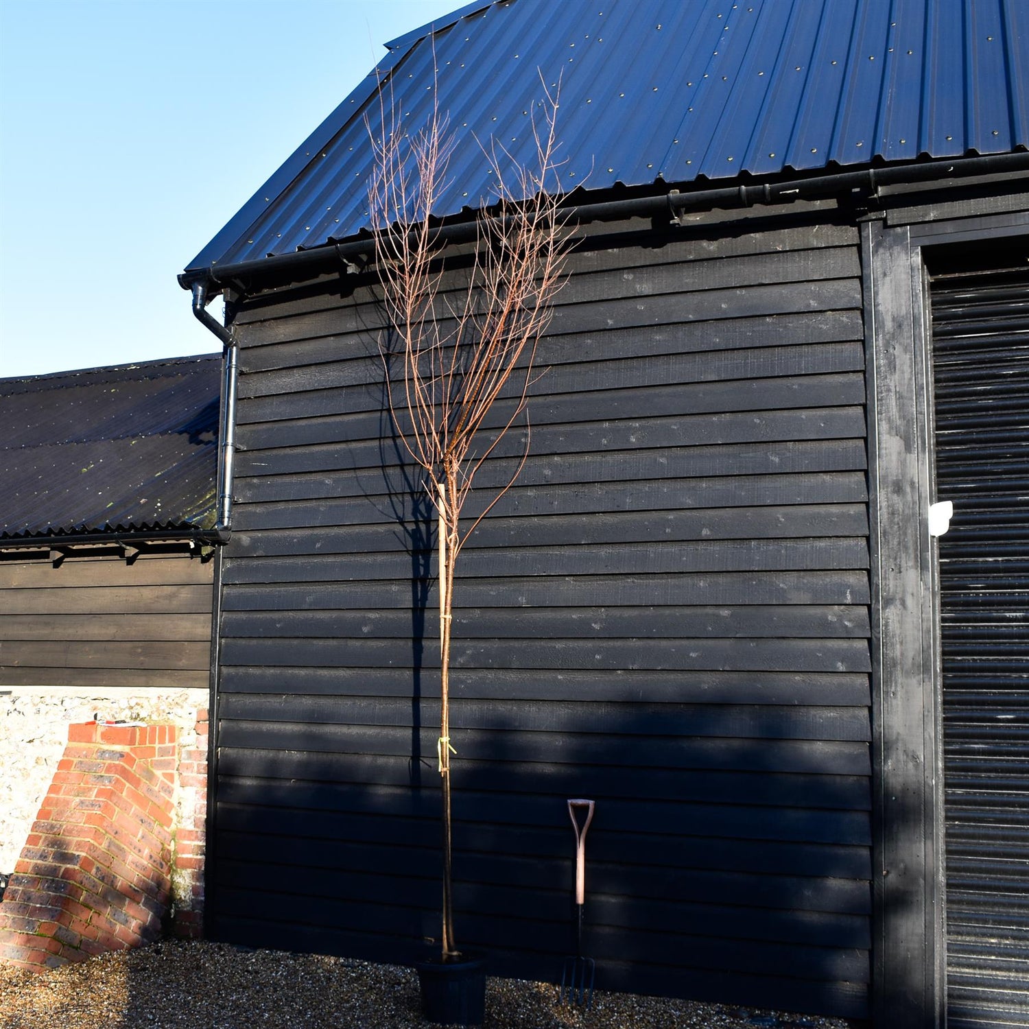 Tamarix ramossissima 'Pink Cascade' - Standard - Clear Stem 190-200cm - Girth 8cm - Height 390-400cm - 20lt