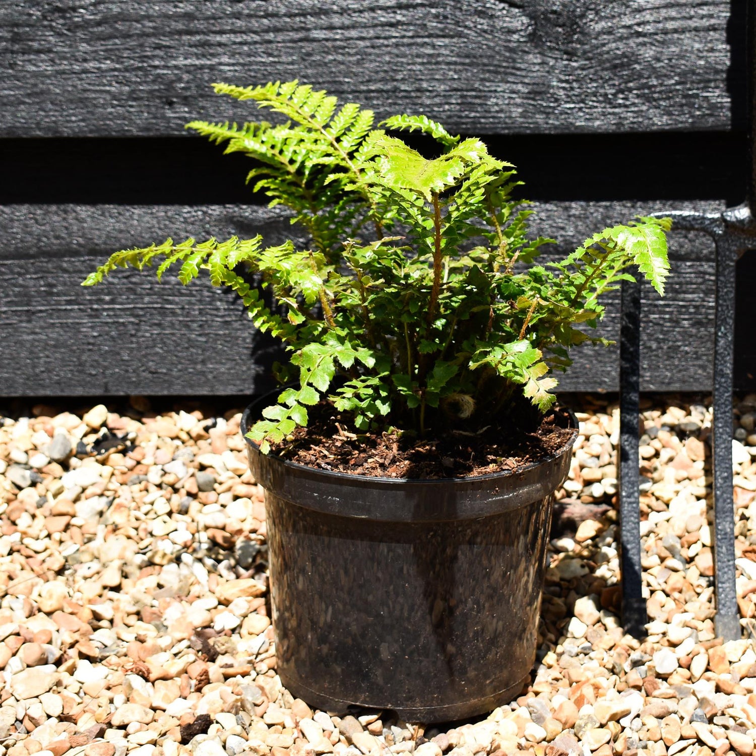 Polystichum polyblepharum | Japanese Lace Fern - 20-30cm 3lt