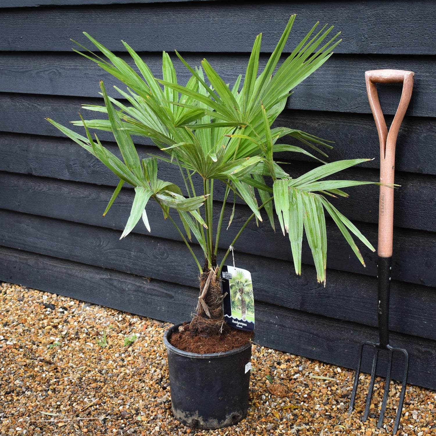 Trachycarpus fortunei | Chusan Palm - 90-100cm, 10lt