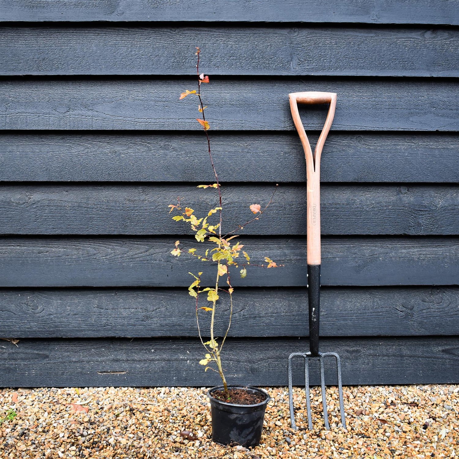 Crataegus Monogyna | Common Hawthorn - Height 125-150cm - 5lt