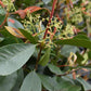 Photinia x fraseri Red Robin - Clear Stem - Height 250cm - 25lt