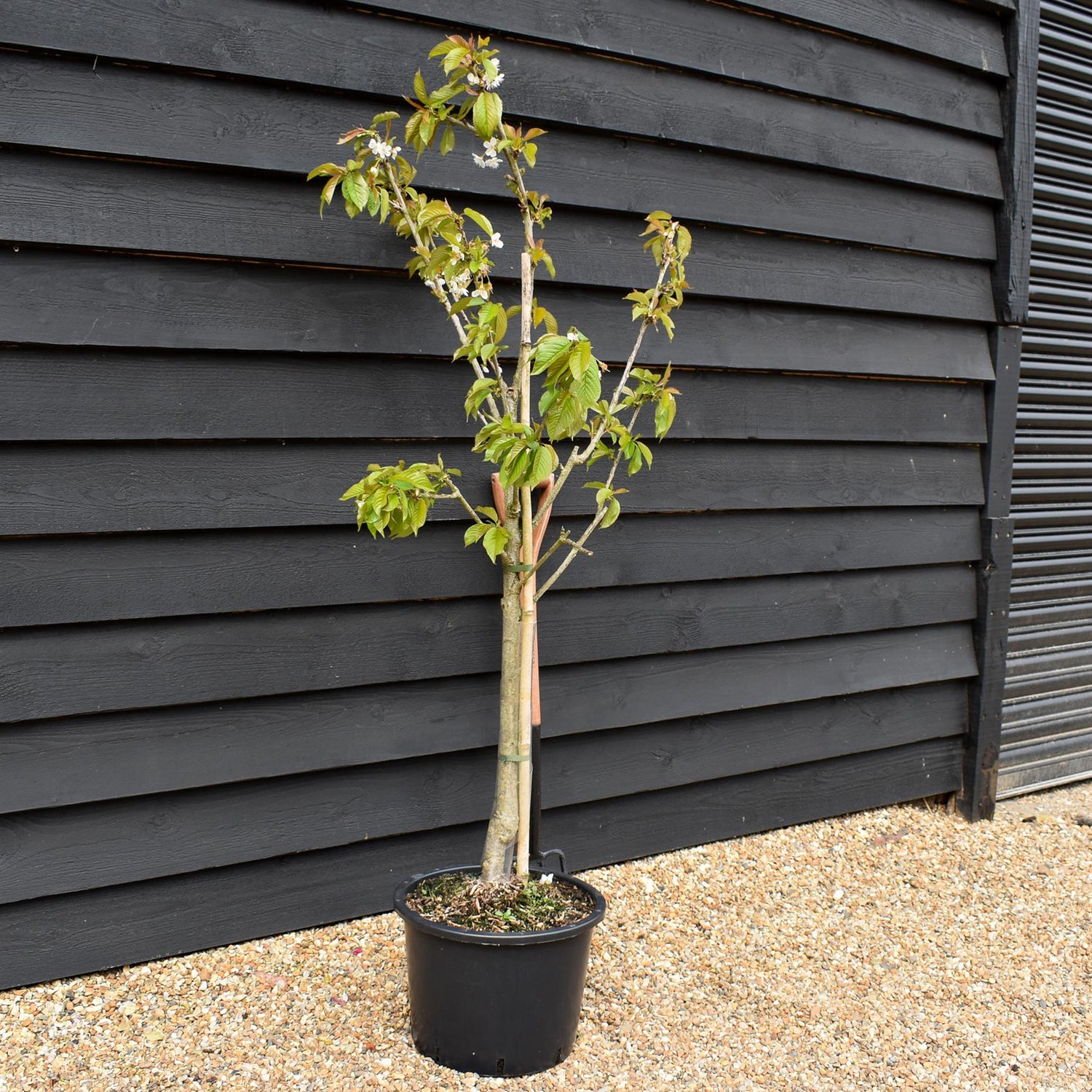 Cherry 'Stella' on Colt | Prunus avium - Semi-Dwarfing - Height 140-160cm - 20lt