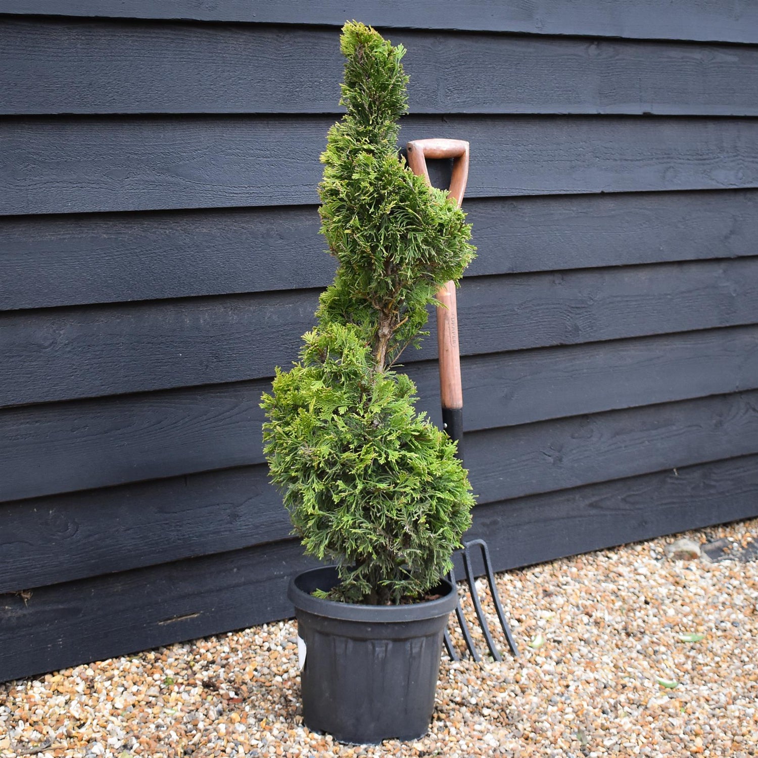 Cuprocyparis leylandii 'Gold Rider' - Spiral - 110-120cm, 10lt