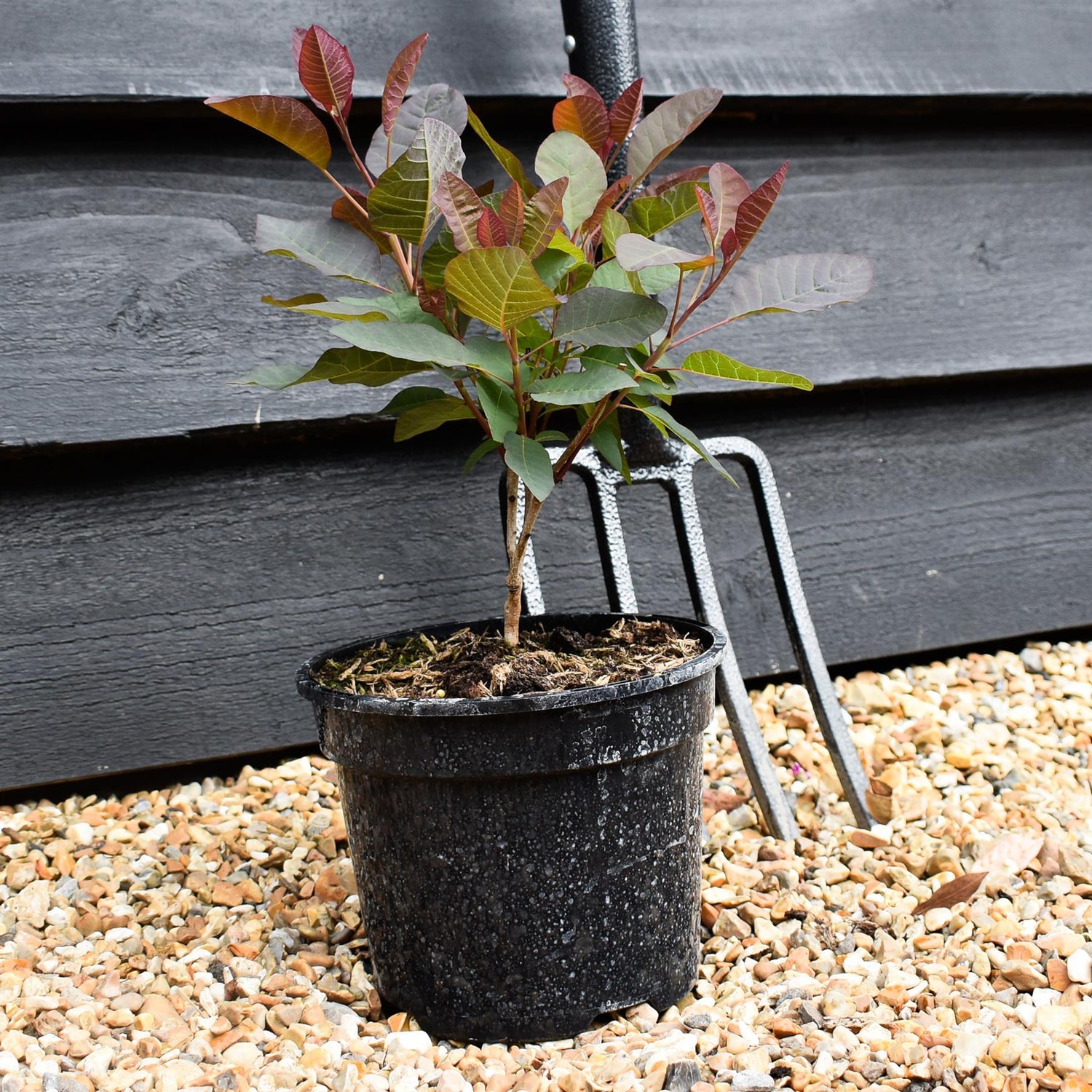 Cotinus coggygria ' Grace' - Height 25-45cm - Bushy - 2lt