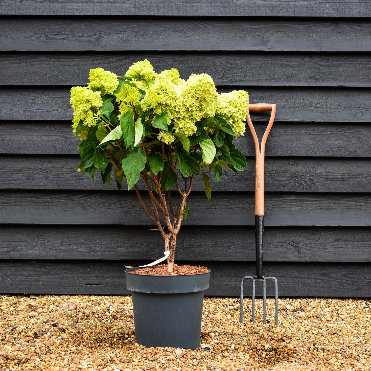 Hydrangea Paniculata 'Little Fresco' - Height 50-60cm - 15lt