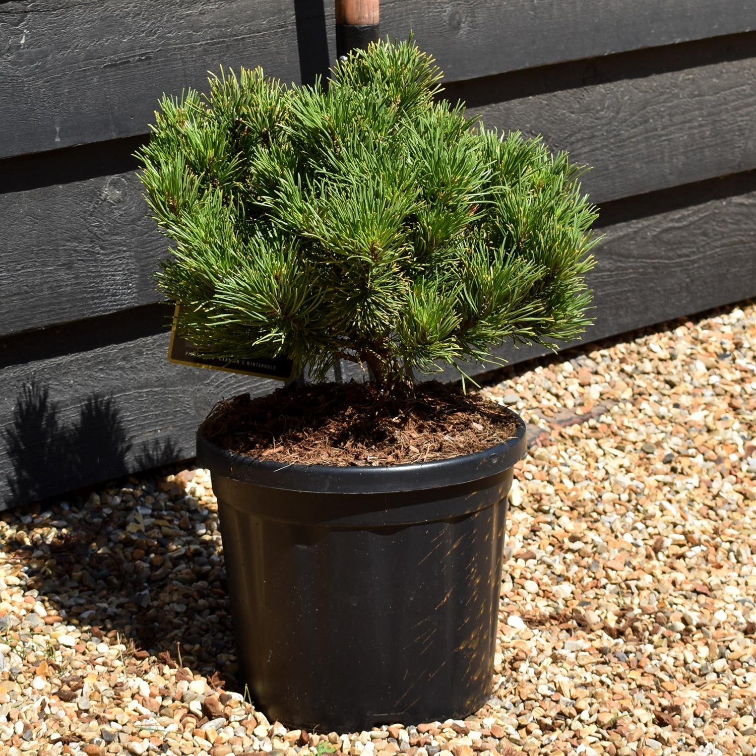 Pinus mugo 'Carsten's Wintergold' - Height 30cm-40cm - Width 30cm-40cm - 8lt