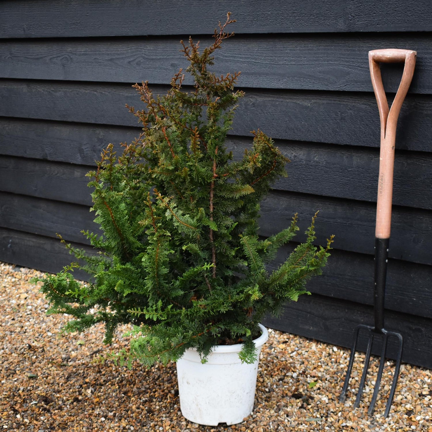 Chamaecyparis obtusa 'Teddy Bear' | Dwarf Hinoki Cypress - Height 90-100cm - 10lt