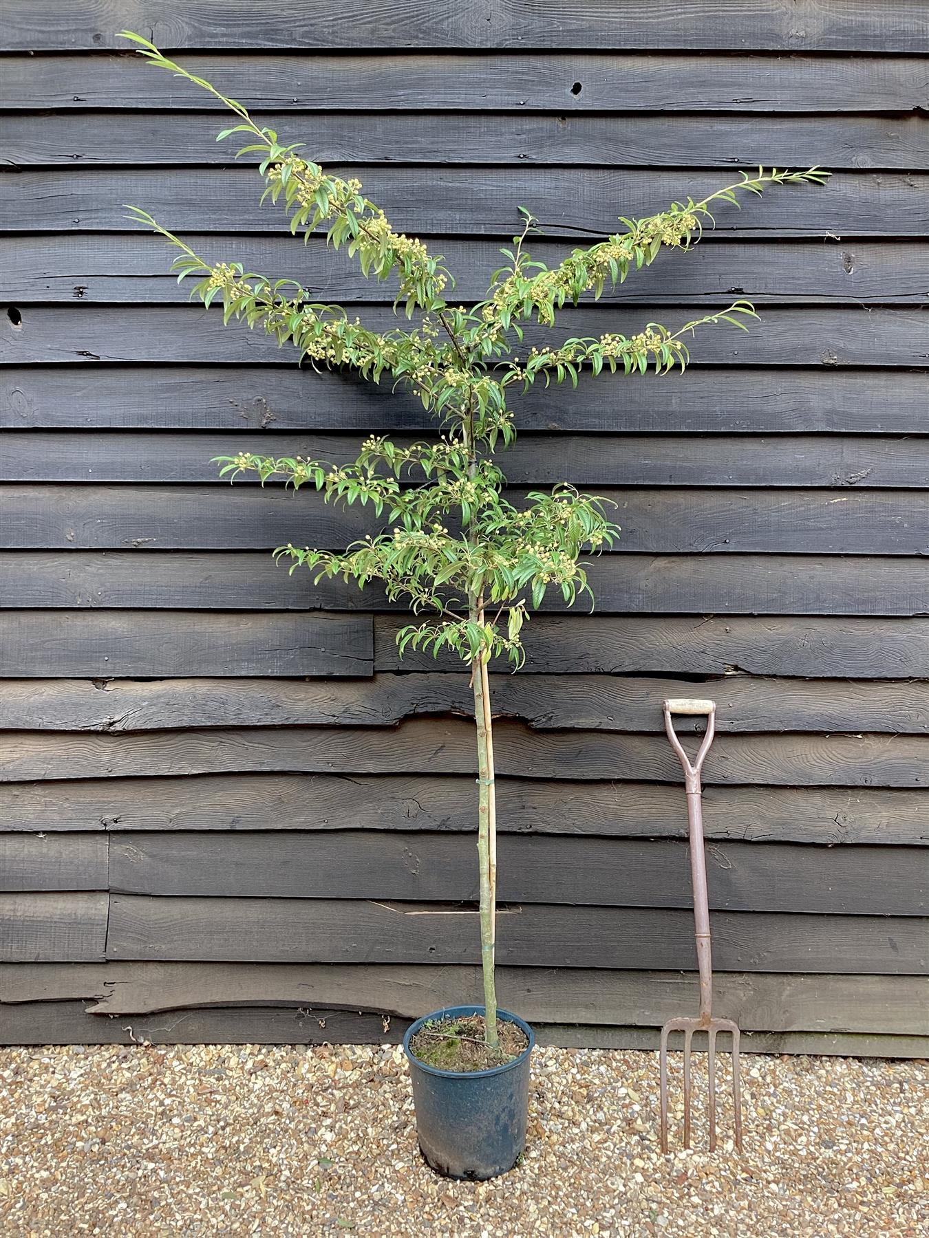 Cotoneaster 'Rothschildianus' | Willow-Leaved Cotoneaster - 160-180cm - 12lt