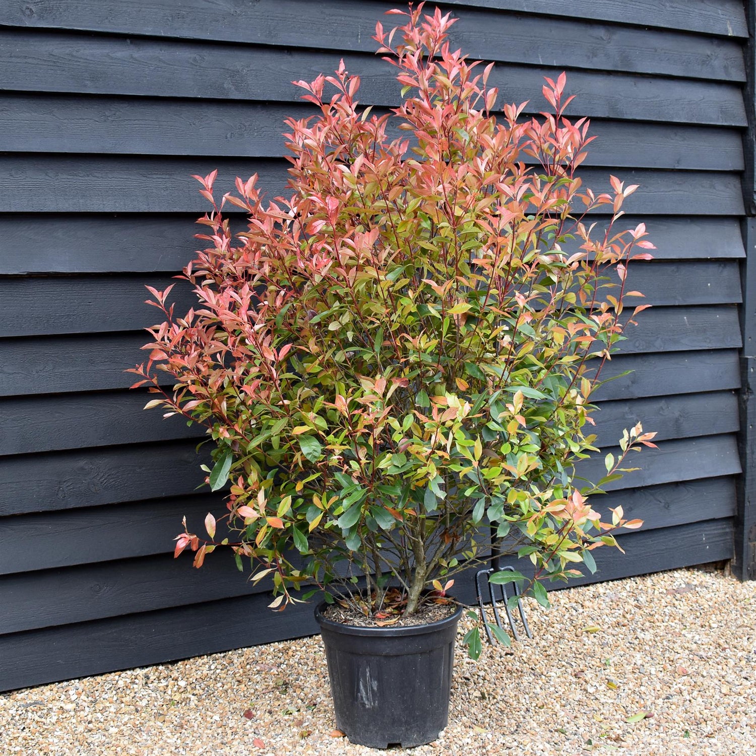 Photinia x fraseri Red Robin 'Compacta' - Bushy - Height 170-180cm - 25lt