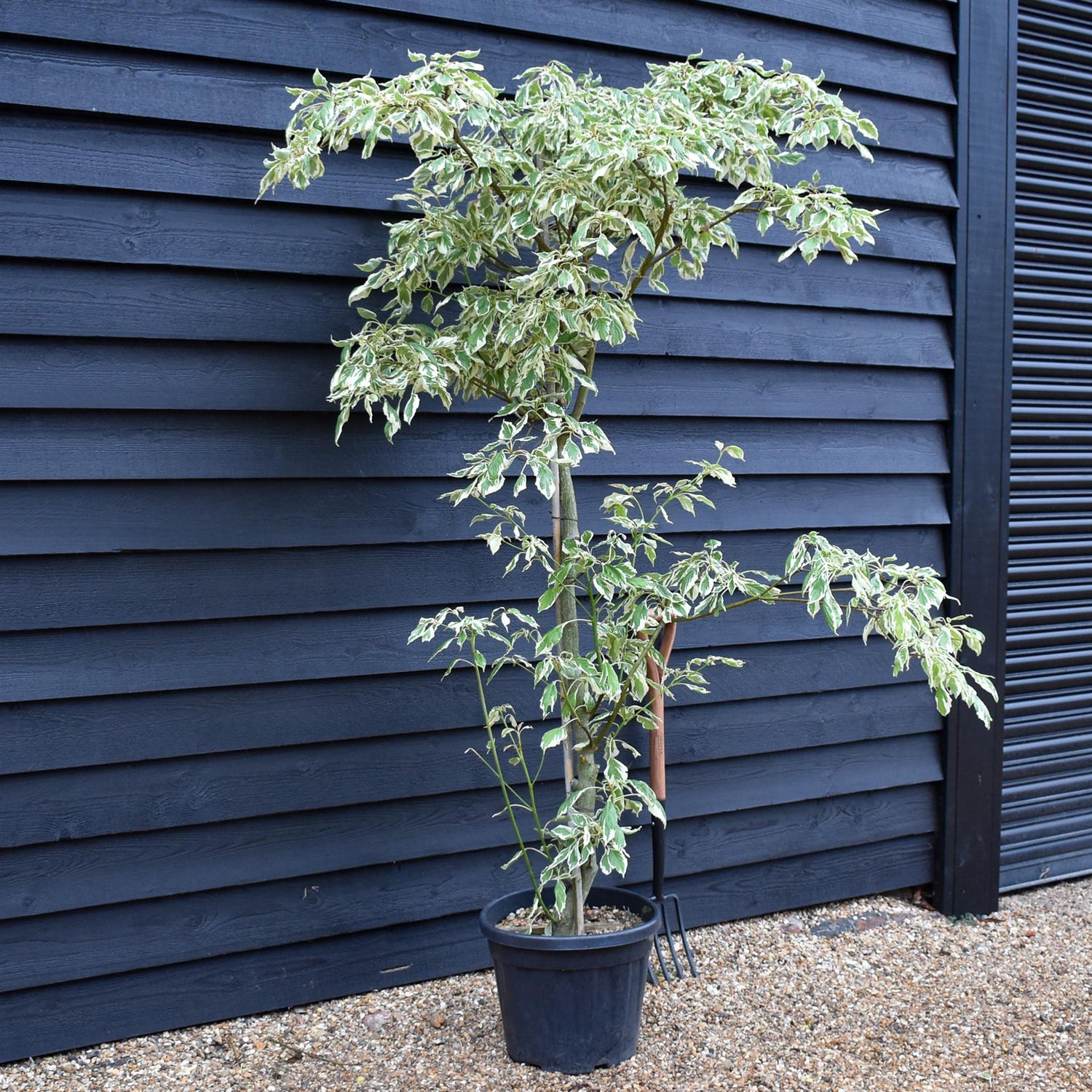 Cornus controversa | Giant Dogwood - Height 200-220cm, 35lt