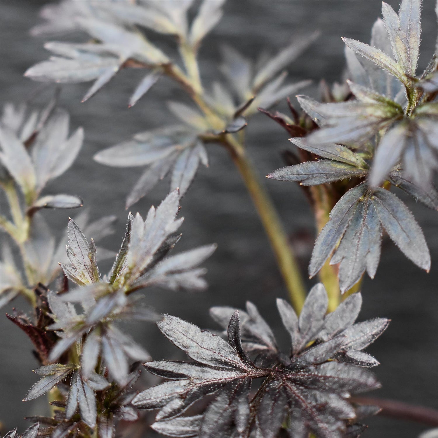 Sambucus nigra Black Lace - Height 15-30cm - Shrub - 2lt