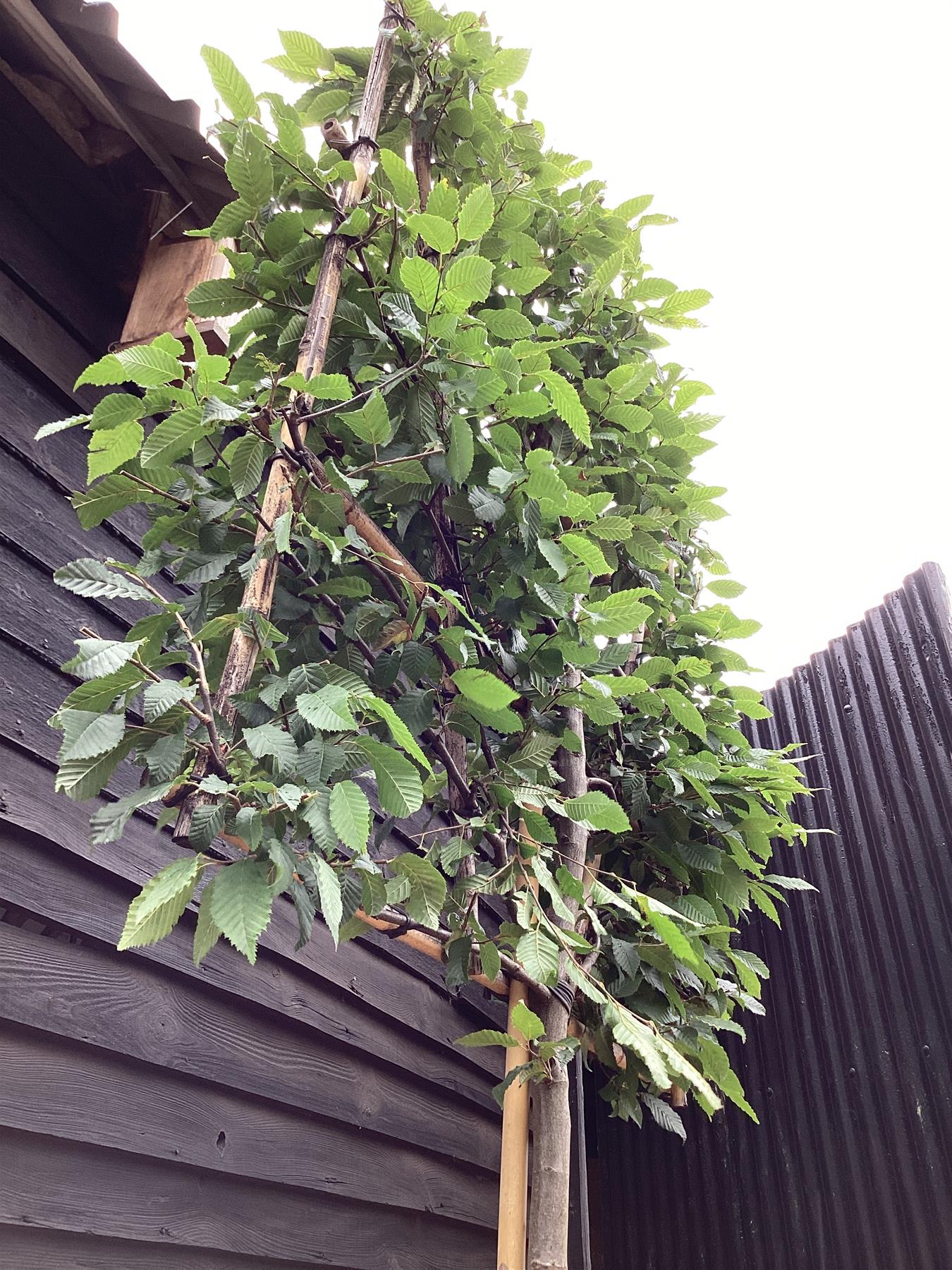 Carpinus betulus - Pleached/Espalier (100x100cm Bamboo) - Stem 200cm - Girth 12-14cm - Height 300cm - 70lt