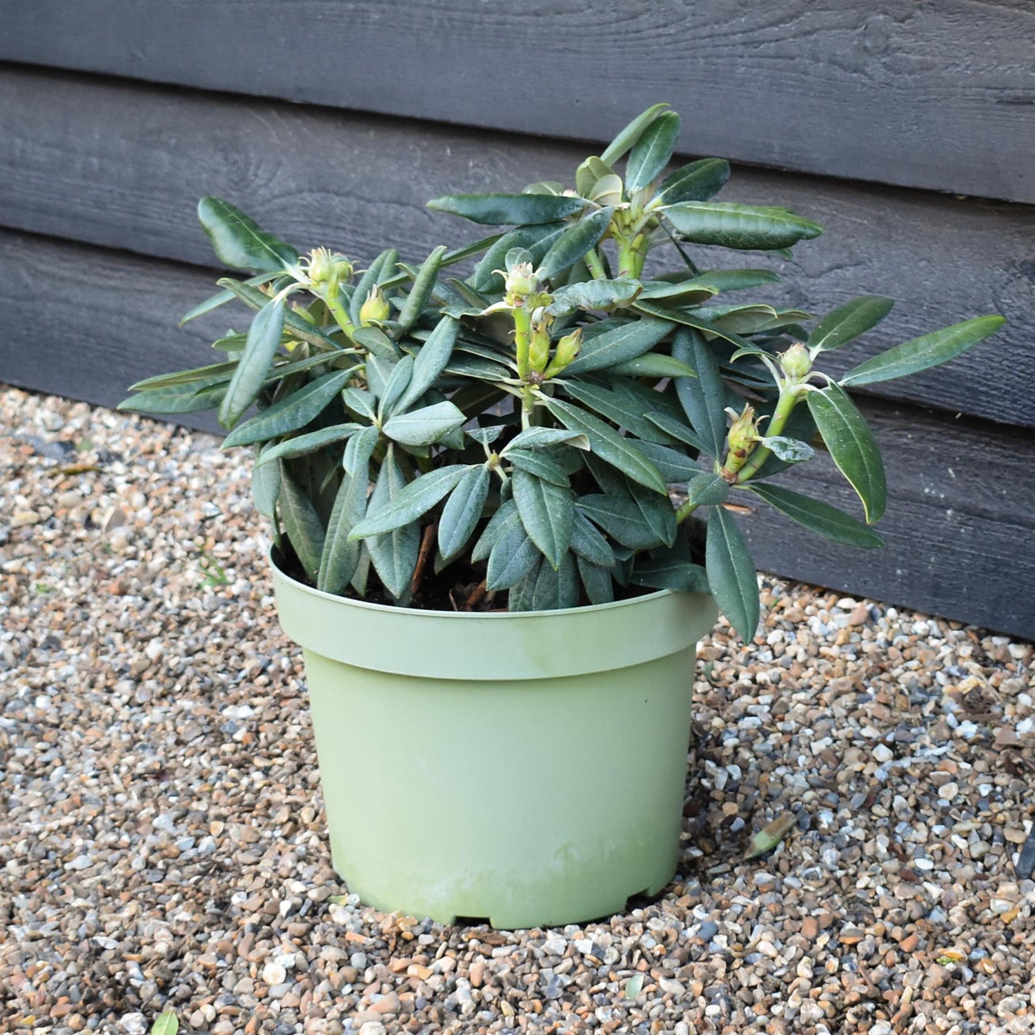 Rhododendron Yakushimanum  'Fantastica' - Shrub - Height 20-30cm - 10lt