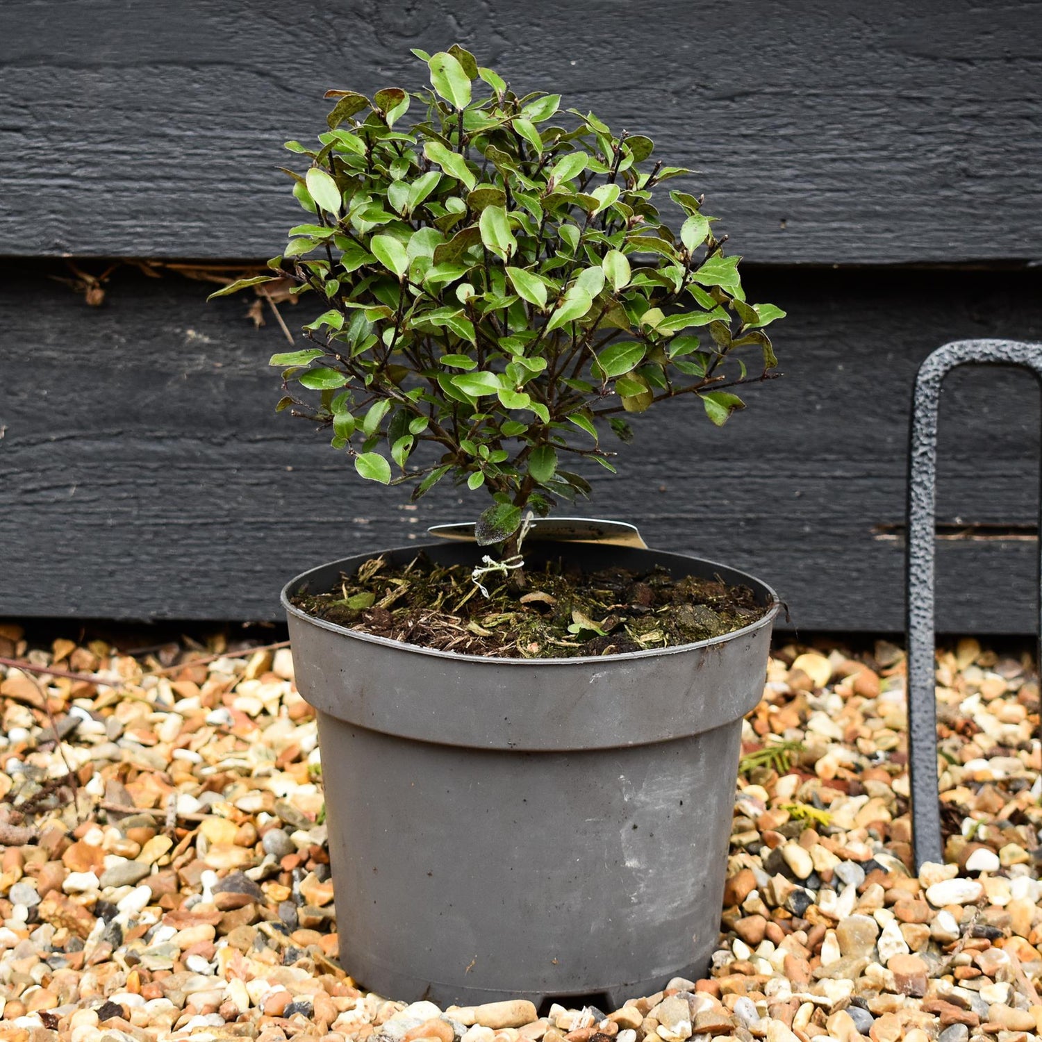 Pittosporum tenuifolium 'Golf Ball' - Height 15-20cm - 2lt