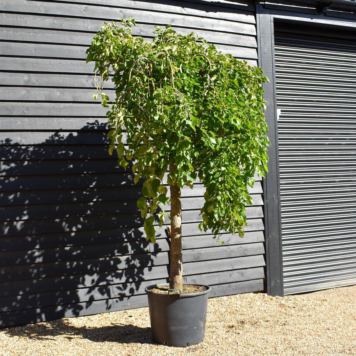 Morus alba 'Pendula' | Weeping White Mulberry - Girth 30cm - Height 350-360cm - 130lt