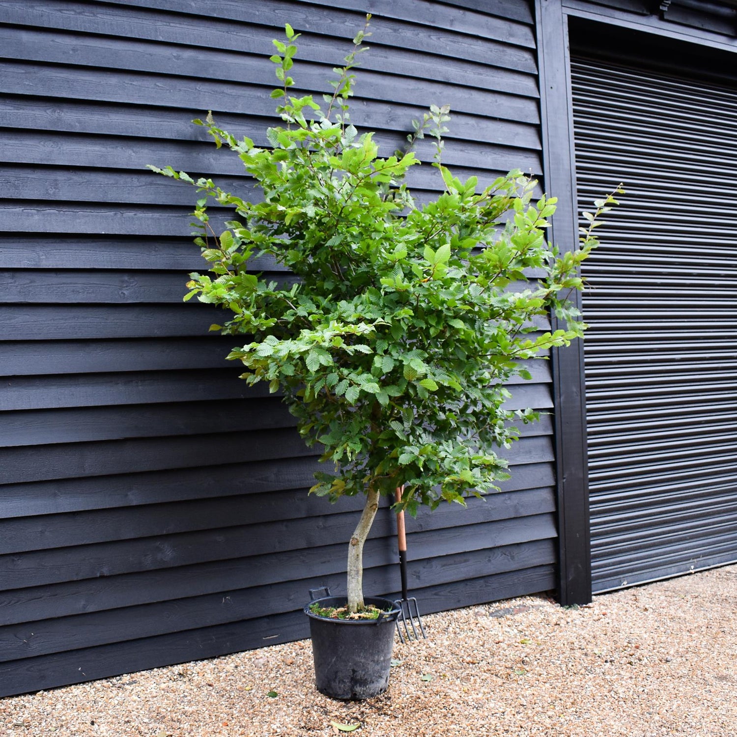 Carpinus betulus | European Hornbeam - 200-220cm, 30lt
