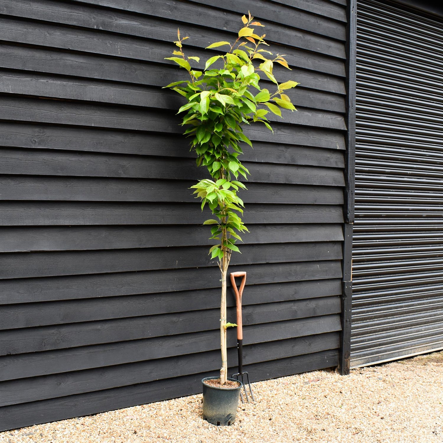Prunus Amanogawa Japanese | Flagpole Cherry  - 170-230cm, 10lt