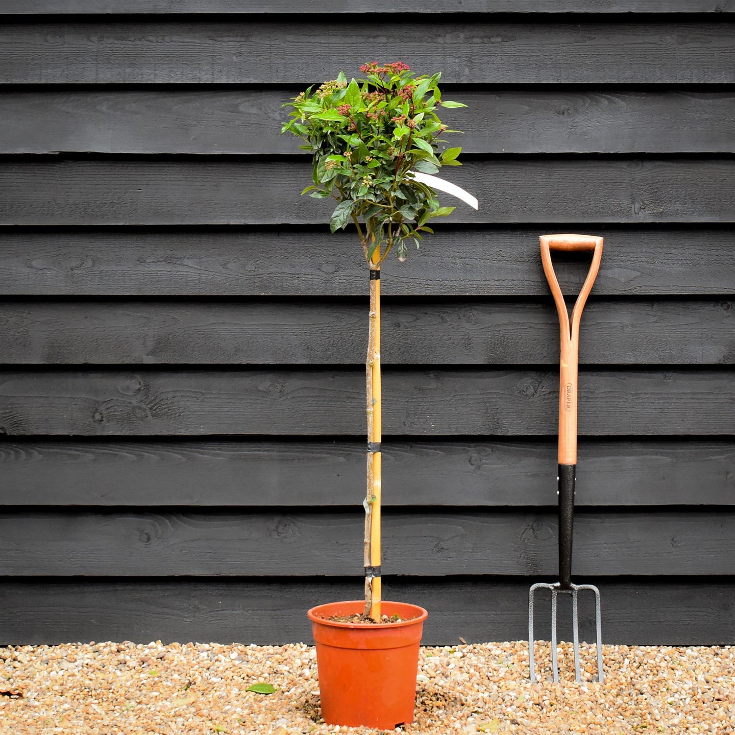 Viburnum tinus Eve Price - Clear Stem - Height 90-100cm - 7lt