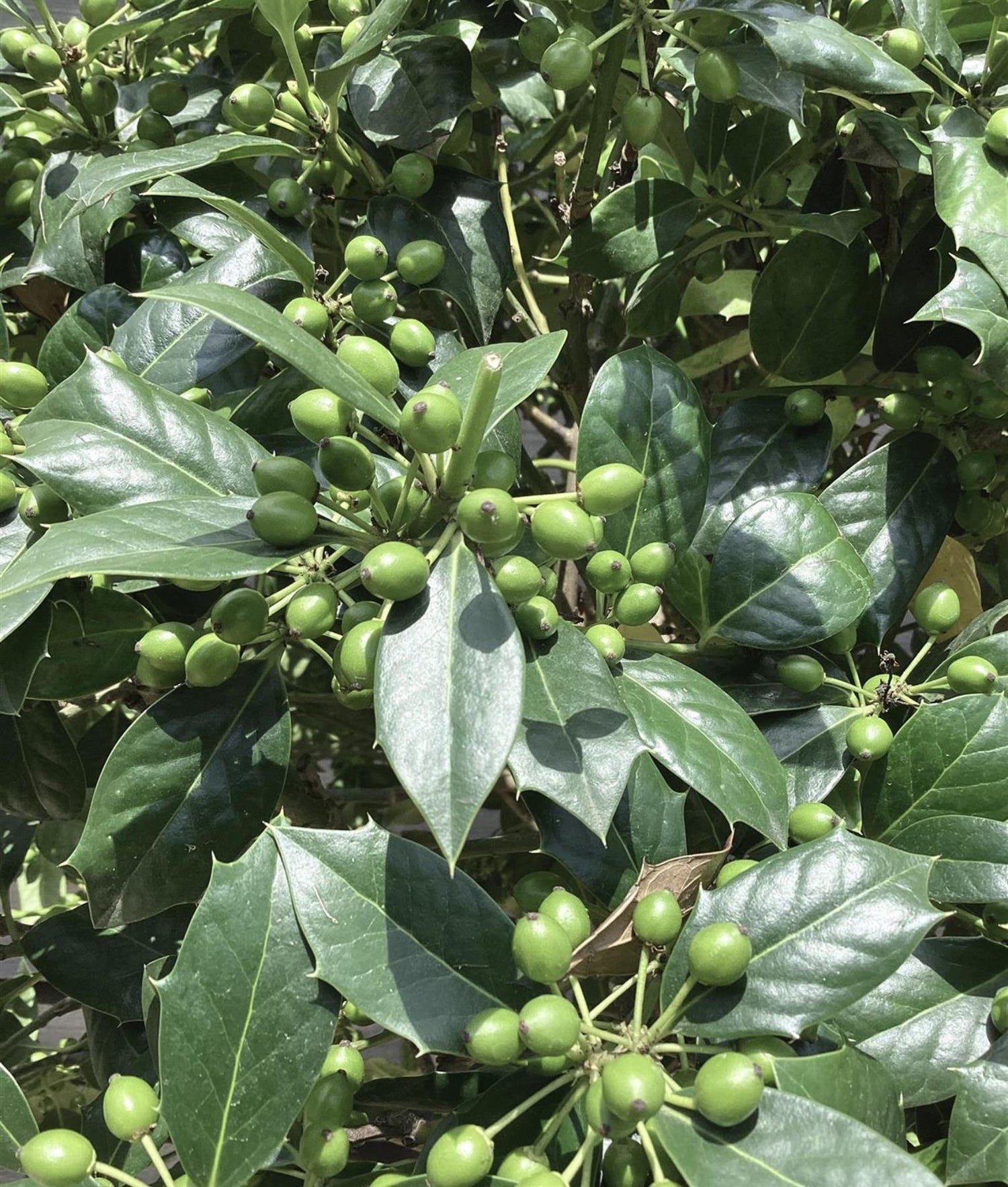 Ilex Nellie R Stevens | Holly 'Nellie R. Stevens' - Height 240-260cm - 90lt