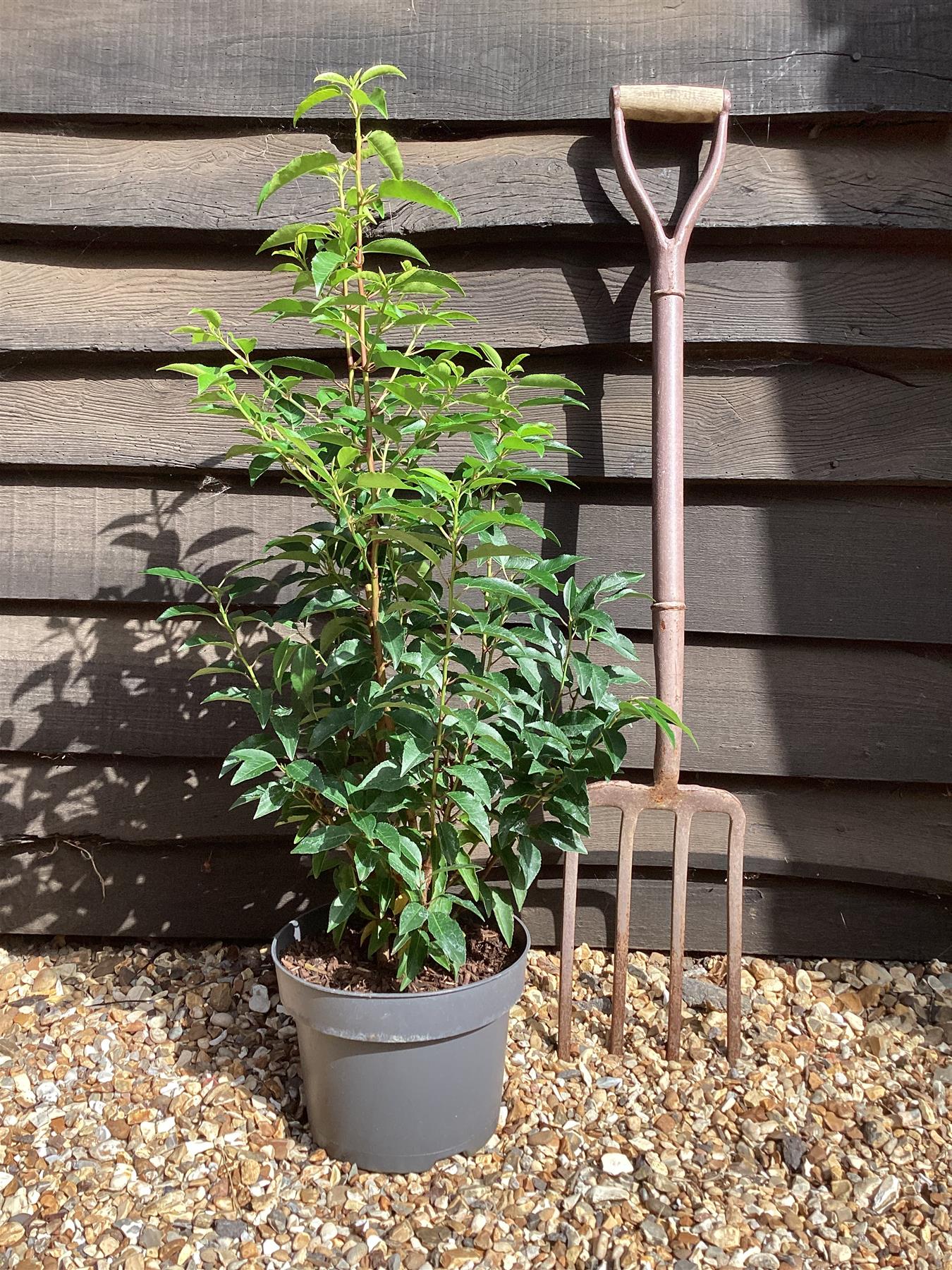 Prunus lusitanica 'Angustifolia' - 70-85cm  - 5lt