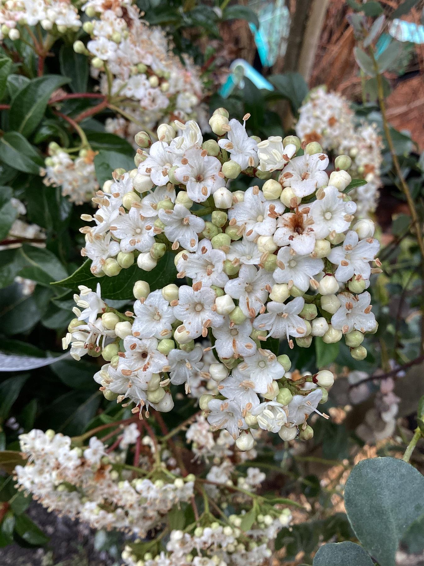 Viburnum tinus | Laurustinus - 1/4 Standard - Clear Stem - Height 70-80cm - 10lt