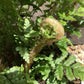 Dryopteris affinis | Golden Shield Fern - 20-30cm - 2lt
