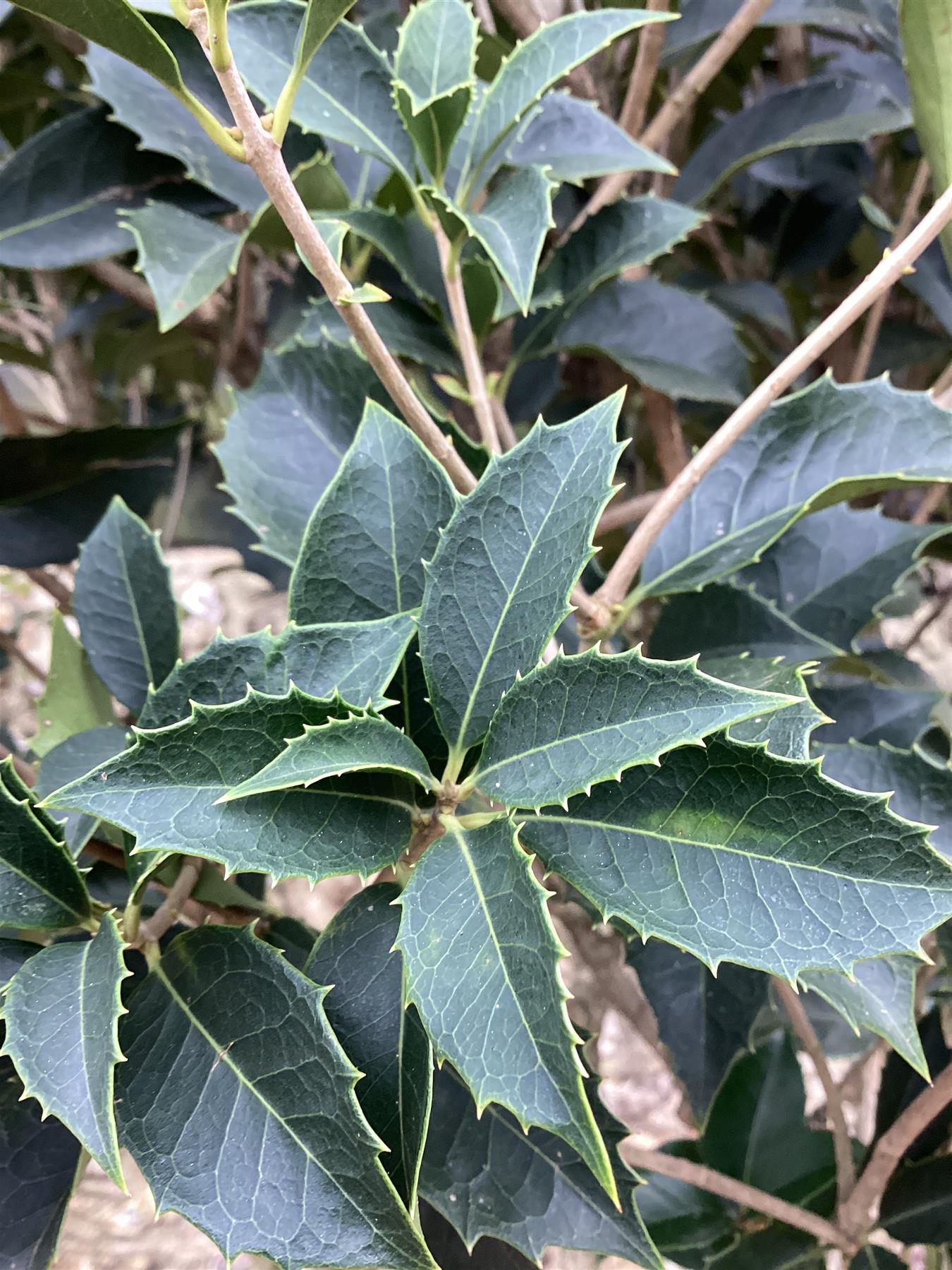 Osmanthus 'Fungo' | Fragrant Tea Olive - 250cm, 110lt