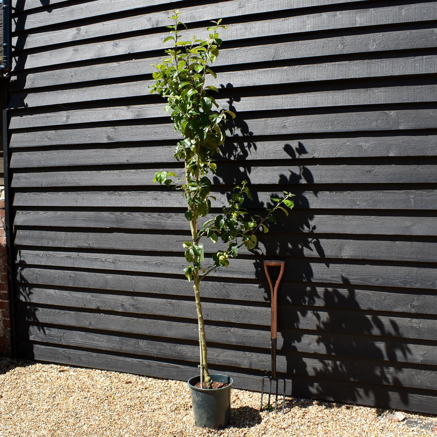 Apple tree 'Blenheim Orange' | Malus domestica - MM106 - Semi-Dwarfing - 150-160cm - 10lt