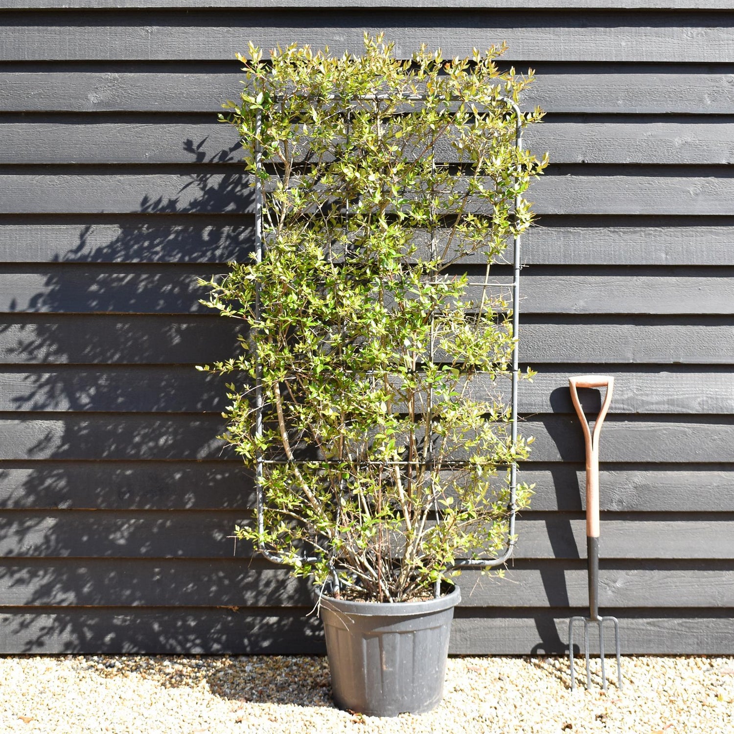 Abelia Grandiflora | Glossy Abelia - Frame 75cm x 130cm - Height 150cm - 35lt