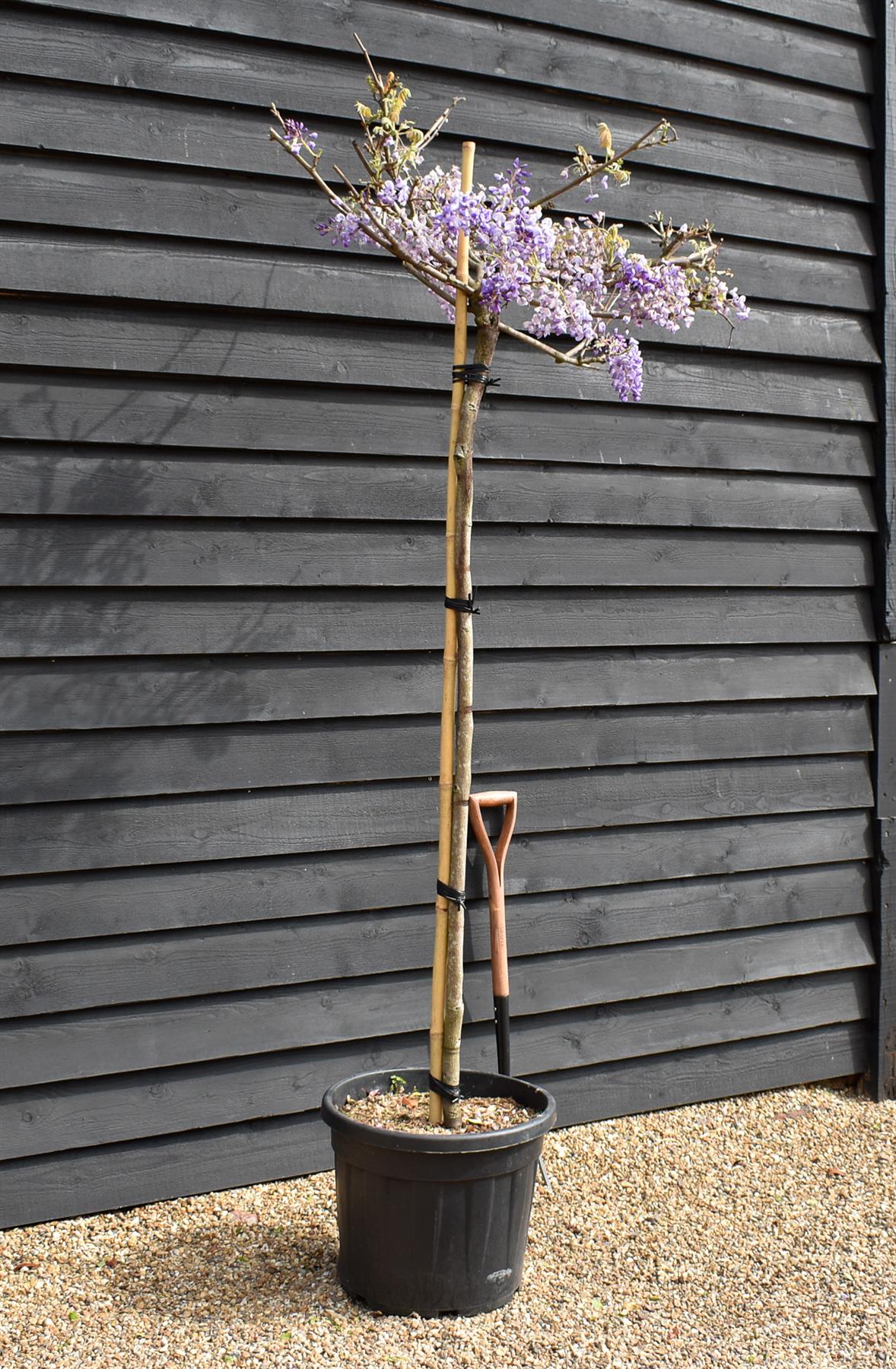Wisteria brachybotrys 'Iko yama fuji'' - Clear stem 140cm - Girth 10-12cm - Height 200-220cm - 55lt