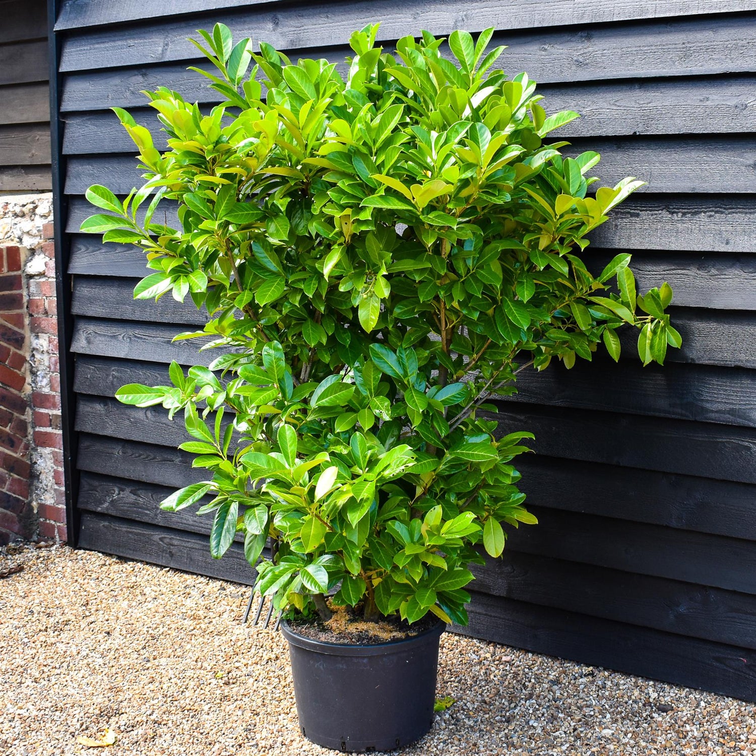 Cherry Laurel | Prunus Rotundifolia - Height 200-220cm - 30lt