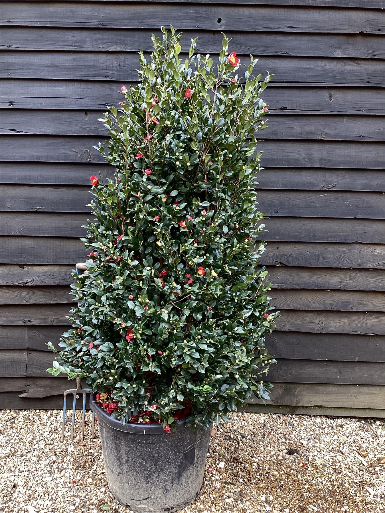Camellia sasanqua Yuletide - Large Bushy - Height 250cm Width 120cm - 130lt
