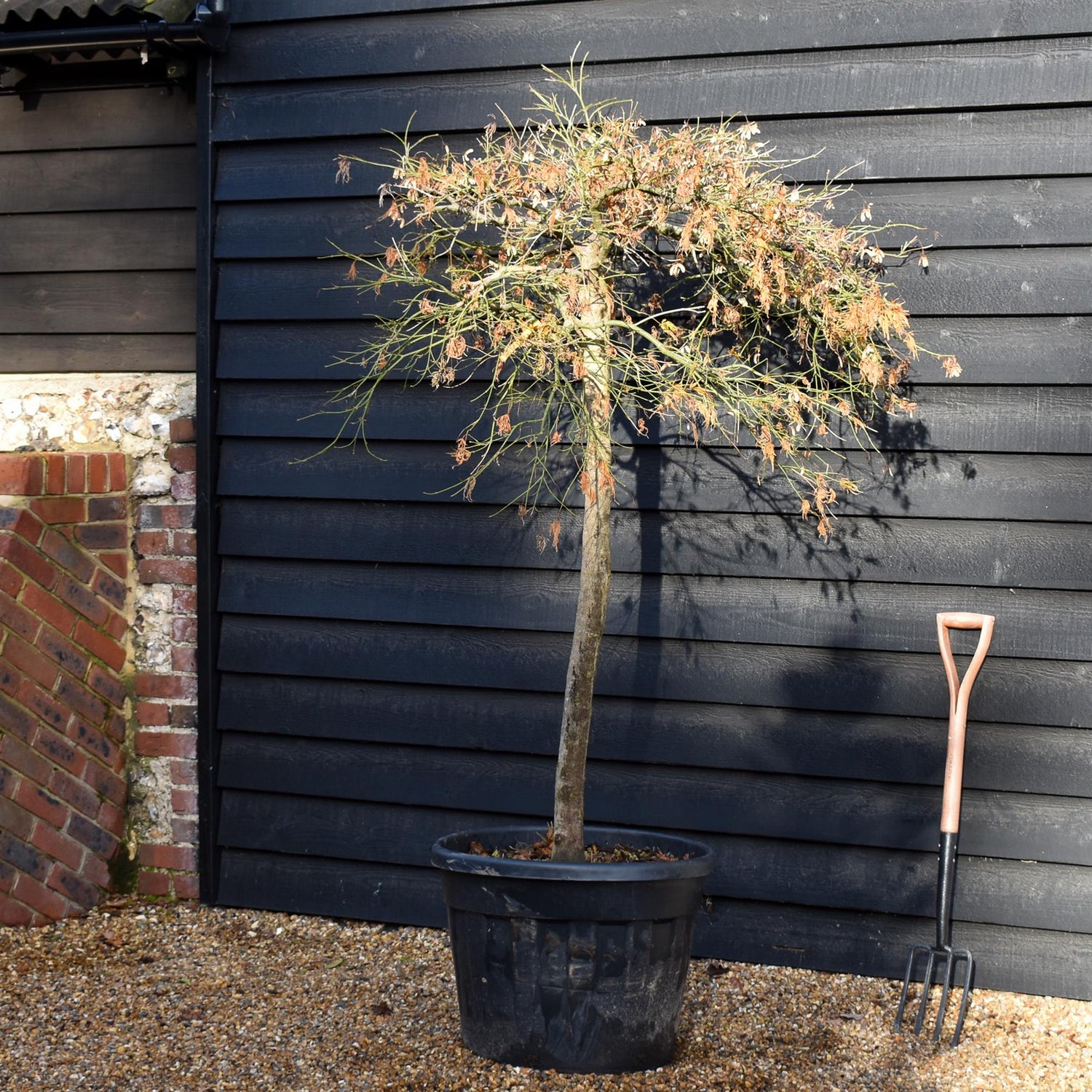 Acer palmatum dissectum | laceleaf Japanese maple -  Clear Stem 110cm - Height 140-150cm - 90lt
