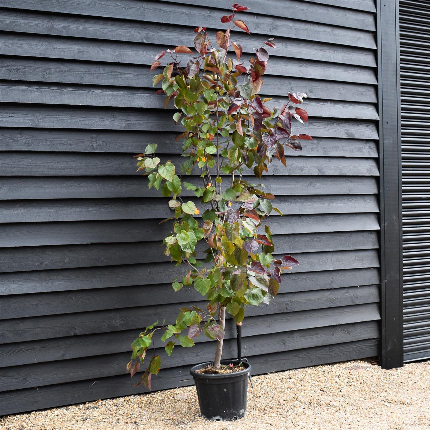 Cercis canadensis | Eastern Redbud - Semi-Mature Feathered - Height 160-180cm - 30lt