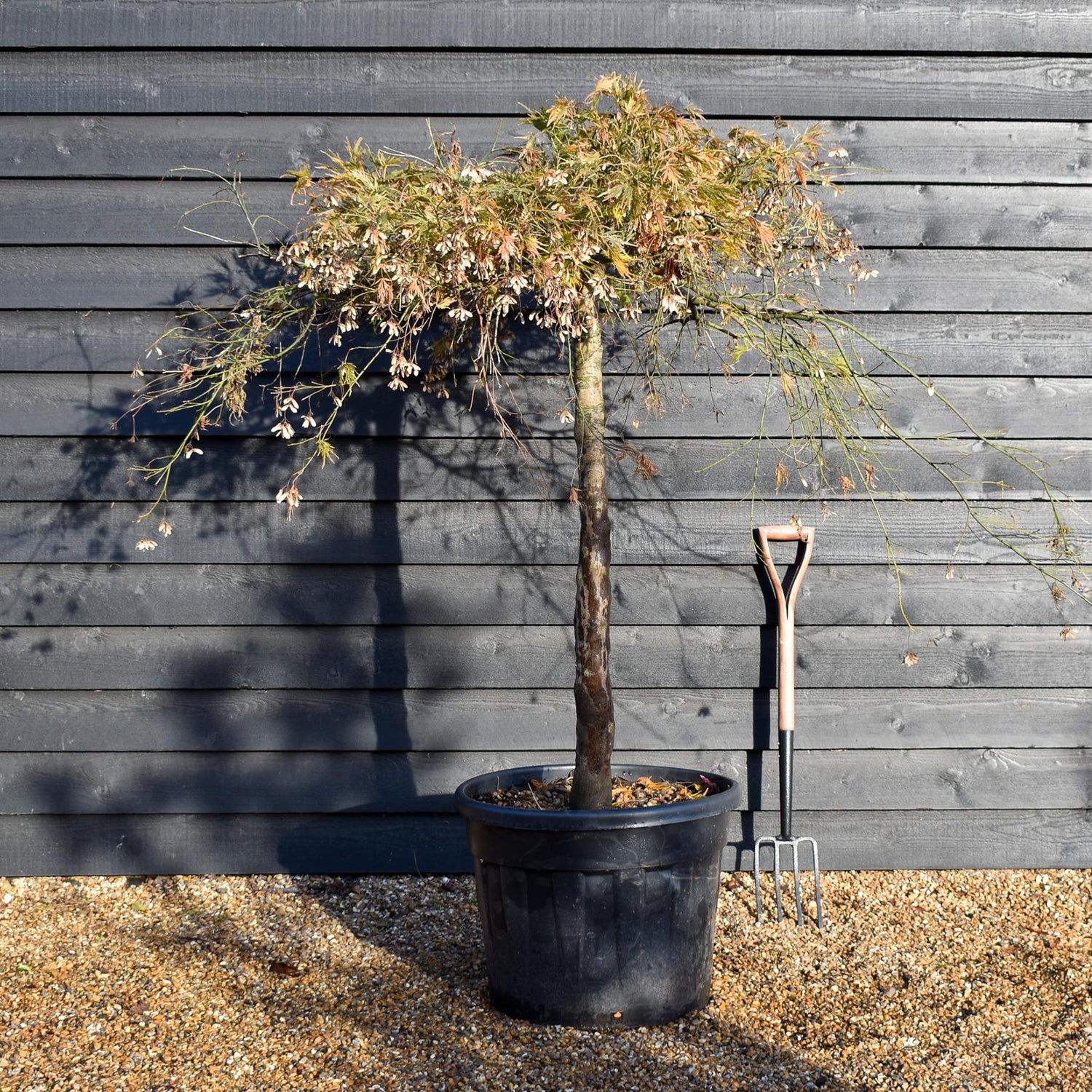 Acer palmatum dissectum | laceleaf Japanese maple -  Clear Stem 110cm - Height 140-150cm - 90lt